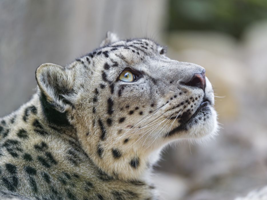 ユキヒョウの壁紙,陸生動物,ユキヒョウ,野生動物,ヒョウ,ネコ科