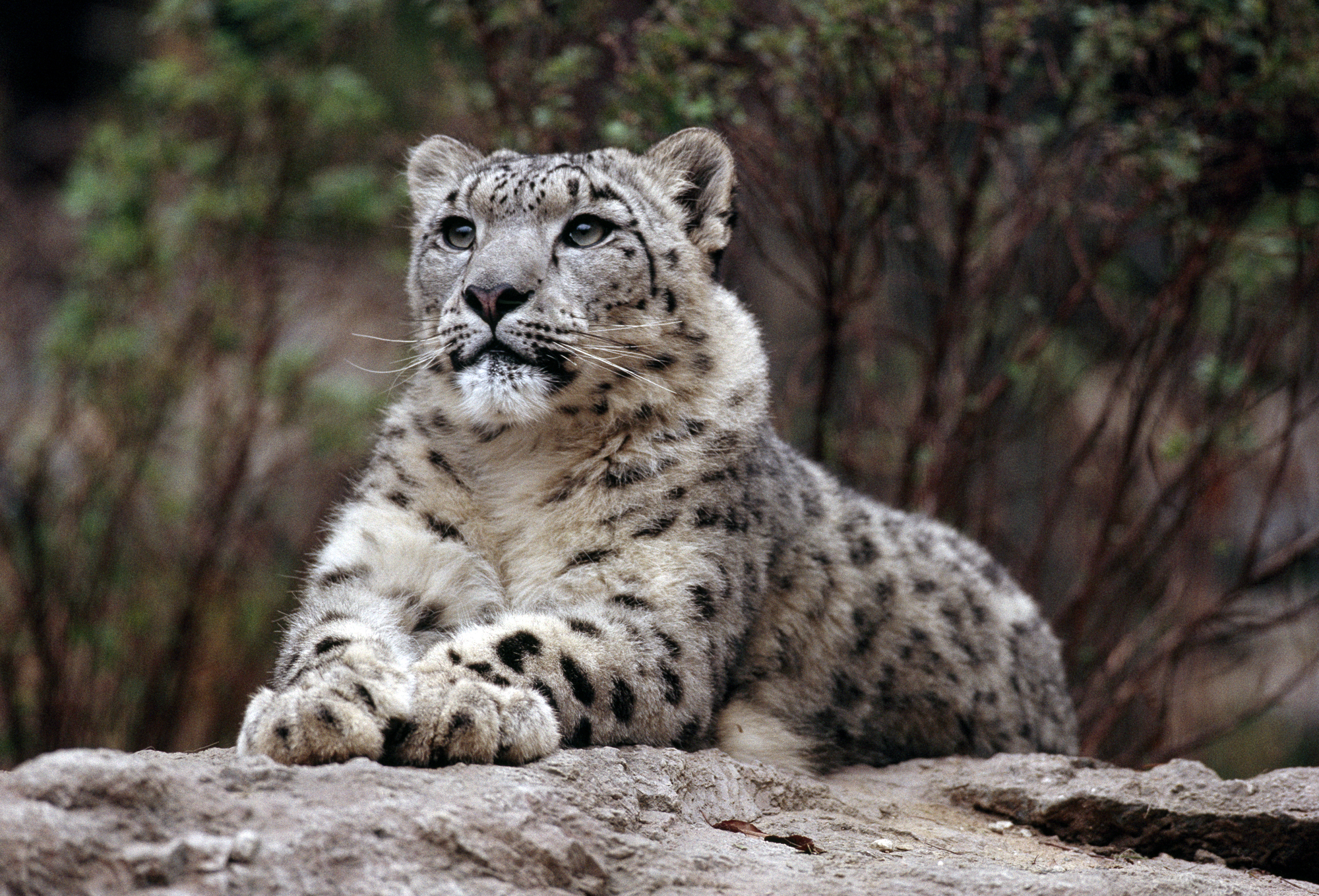 papier peint léopard des neiges,animal terrestre,léopard des neiges,faune,félidés,gros chats