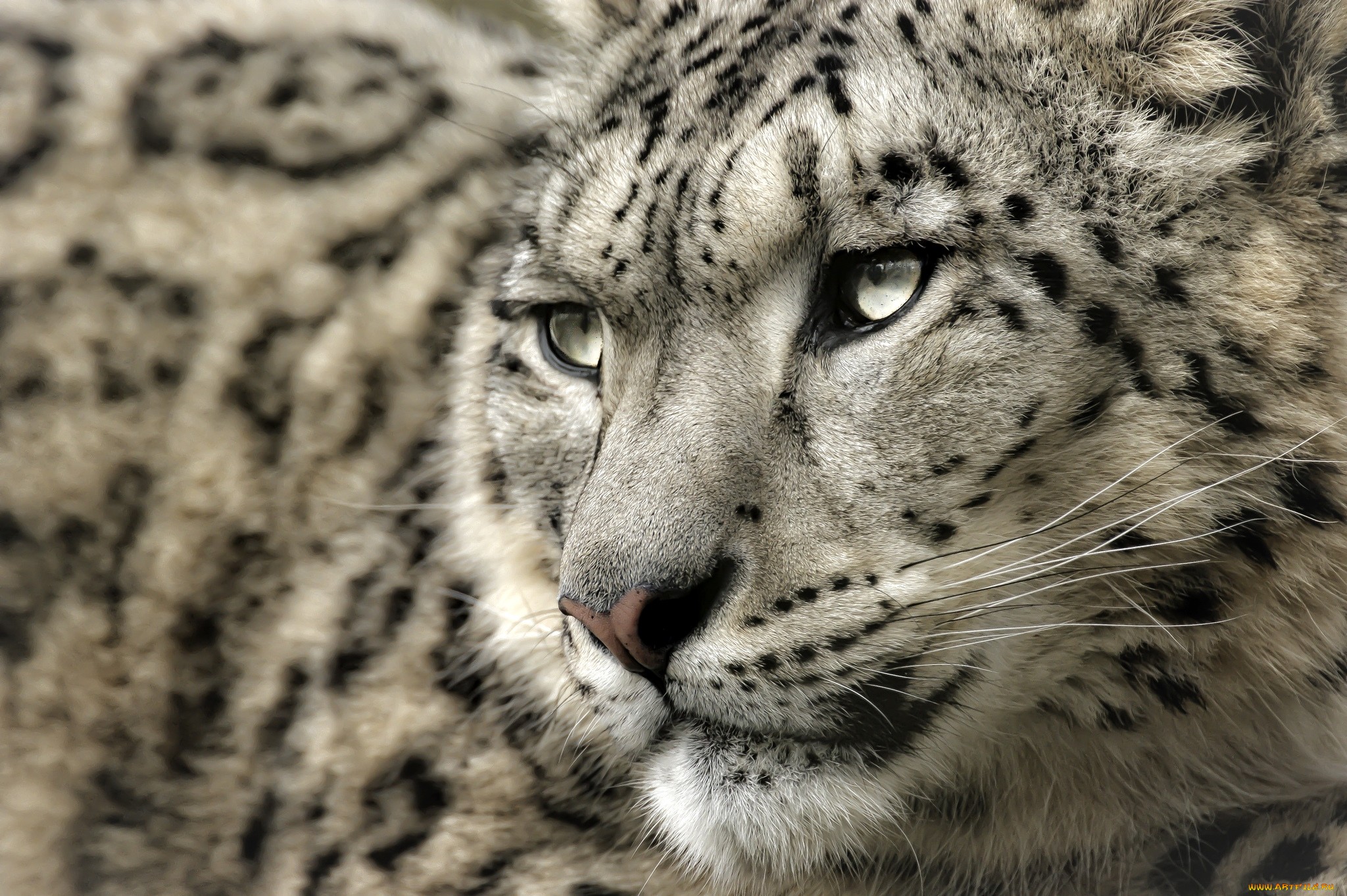 snow leopard wallpaper,mammal,vertebrate,wildlife,terrestrial animal,snow leopard