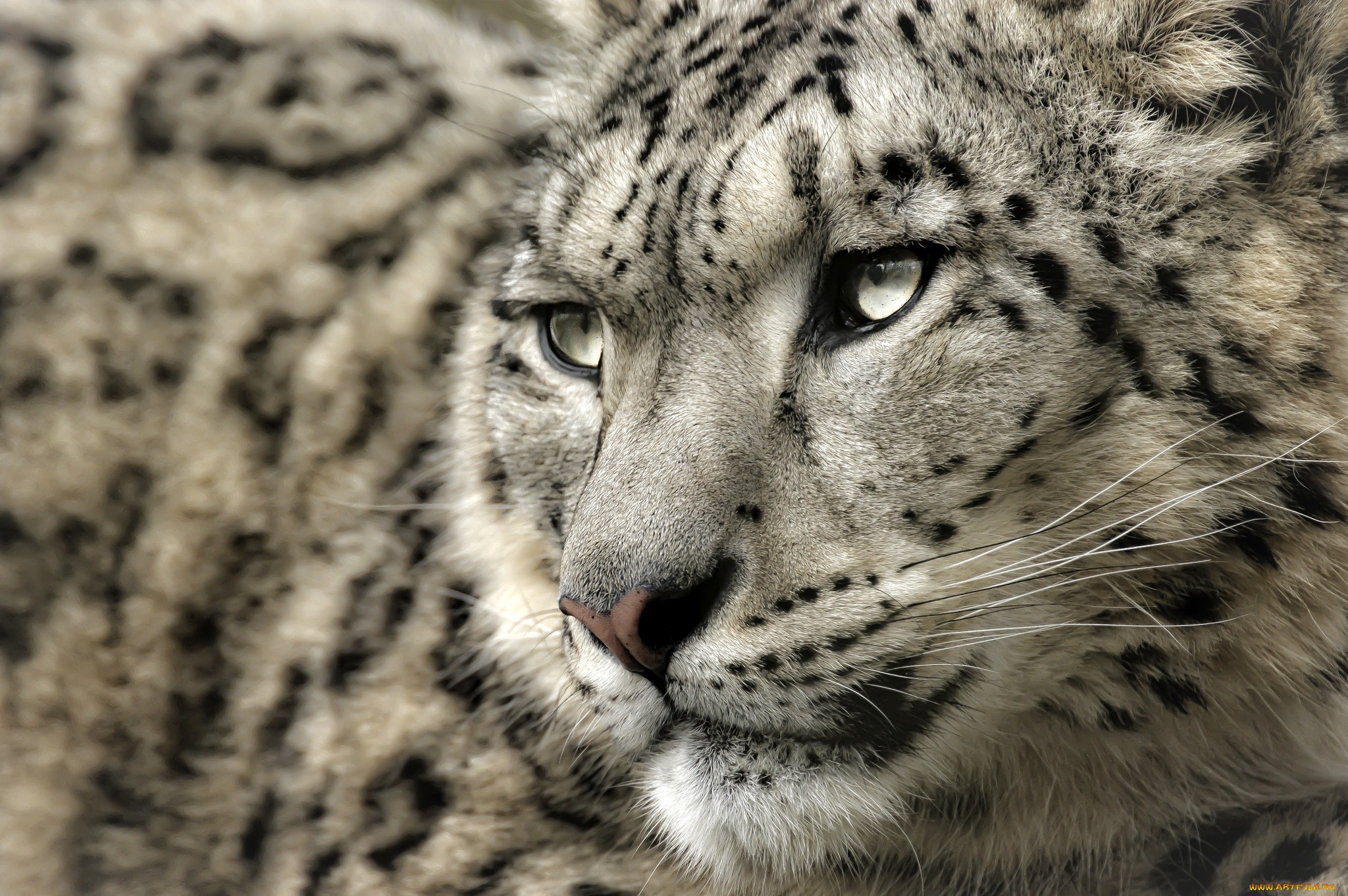 papel pintado de leopardo de las nieves,fauna silvestre,animal terrestre,leopardo de nieve,bigotes,felidae