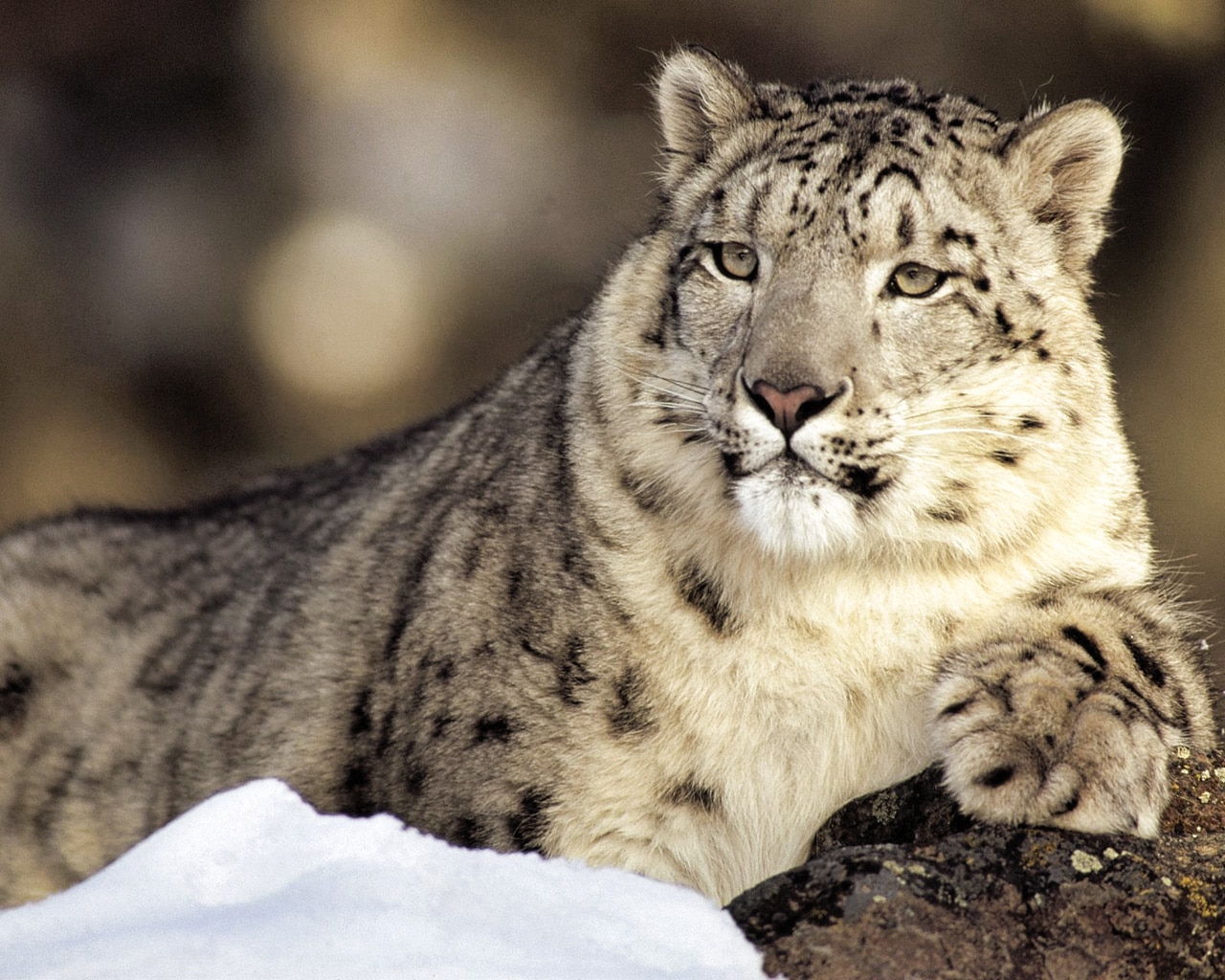 carta da parati leopardo delle nevi,natura,leopardo delle nevi,felidae,animale terrestre,barba