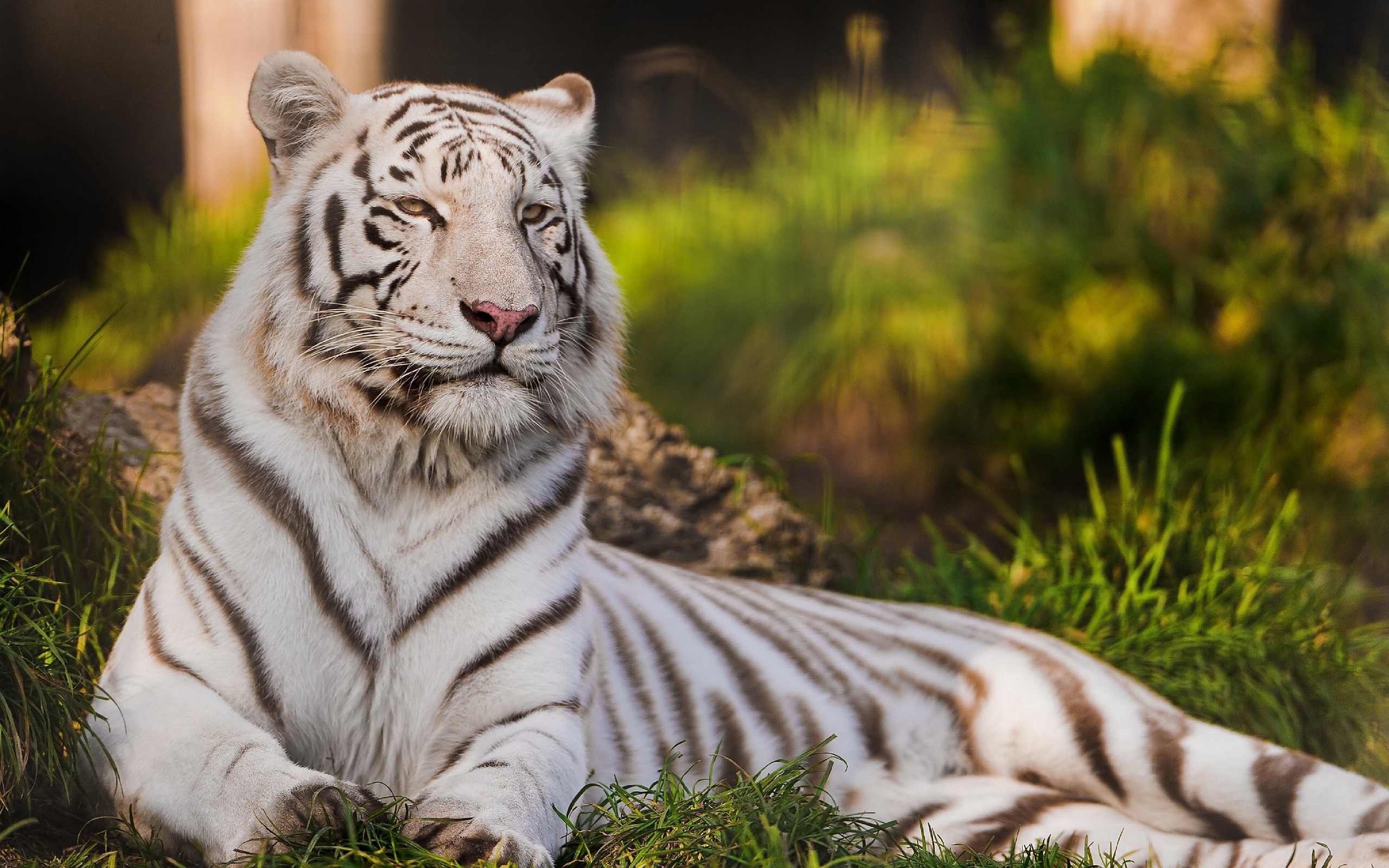 white tiger wallpaper,tiger,mammal,wildlife,vertebrate,bengal tiger