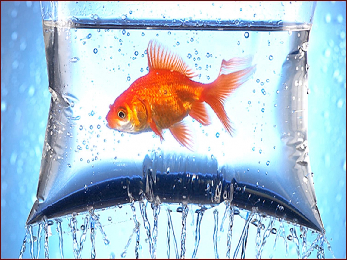 wallpaper fish in water,fish,goldfish,fish,feeder fish,water