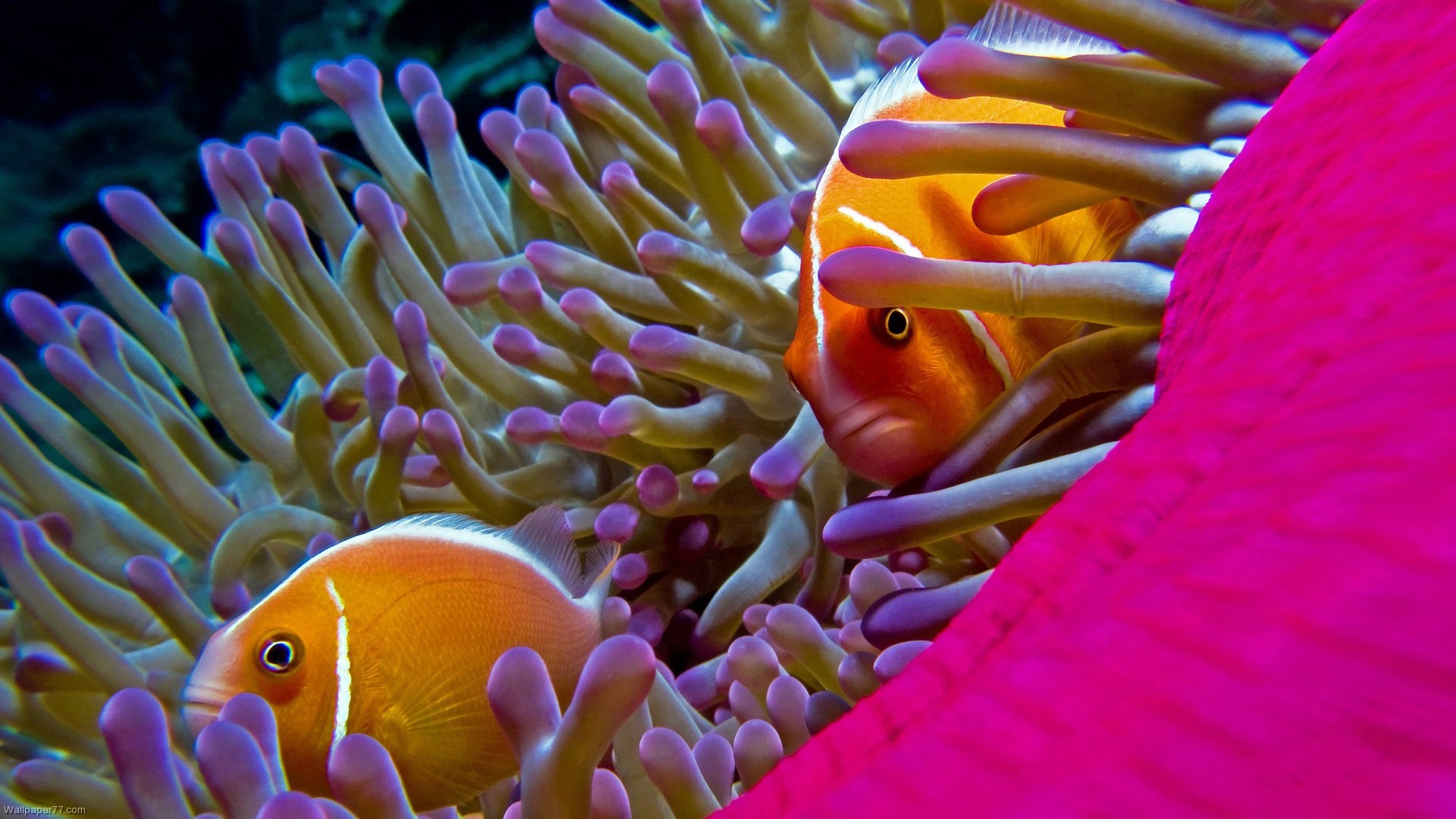 papel tapiz de peces en el agua,pez,pez anémona,pomacentridae,pez payaso,pez