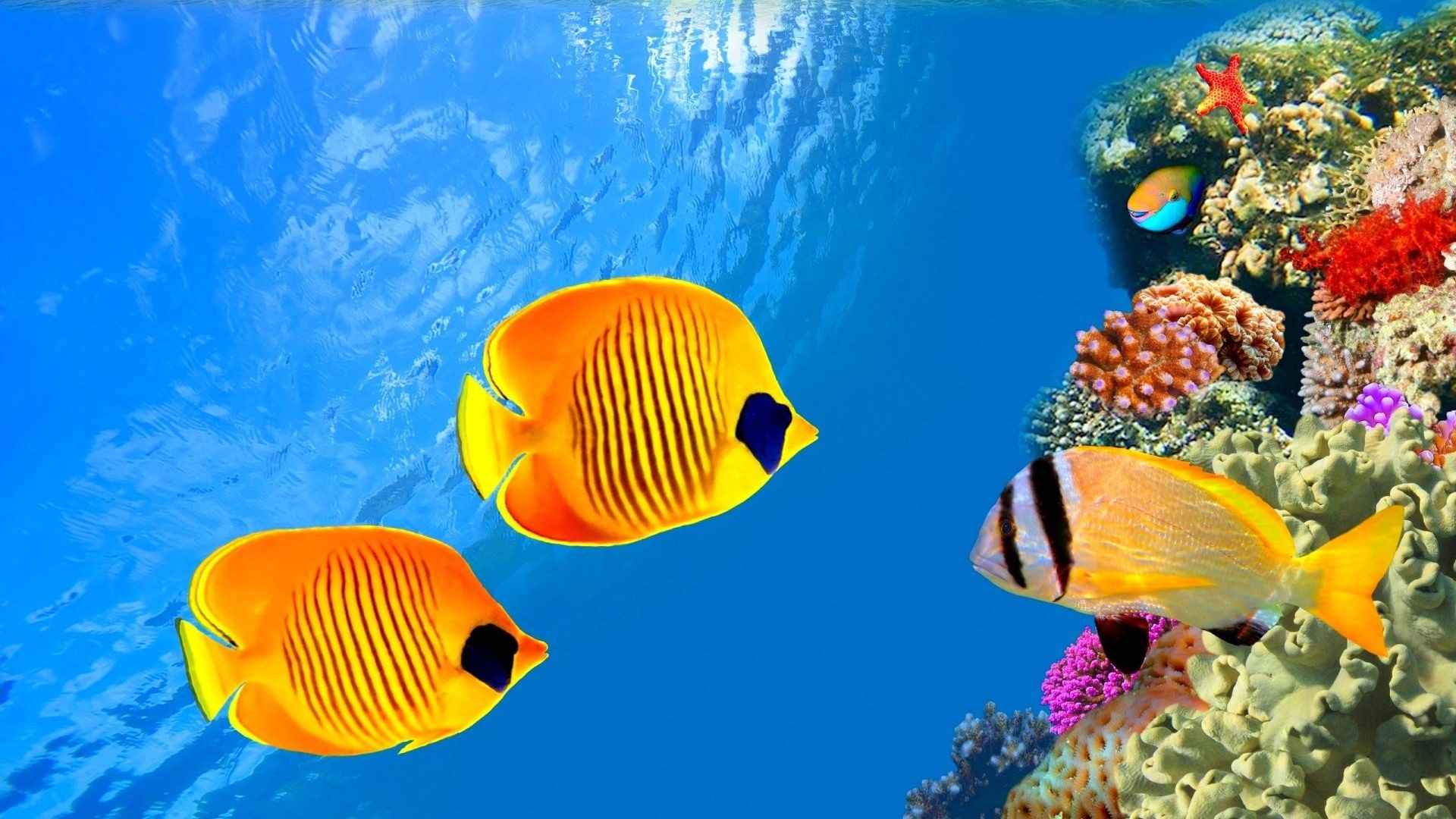 papier peint poisson dans l'eau,poisson,poissons de récifs coralliens,sous marin,biologie marine,poisson