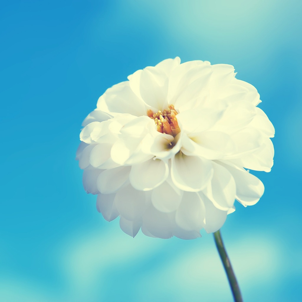 ipad mini wallpaper,flower,white,petal,blue,sky