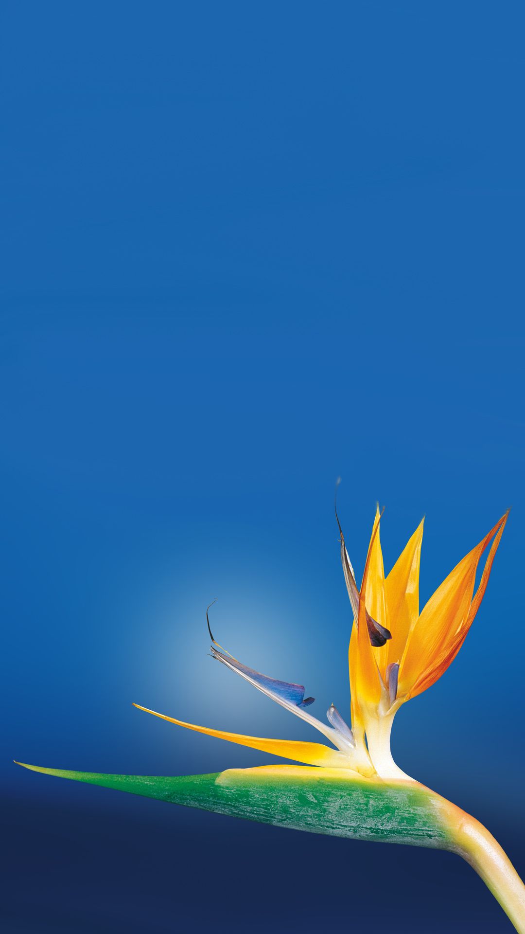 iphone 6 fondo de pantalla full hd,ave del paraiso,azul,cielo,hoja,agua
