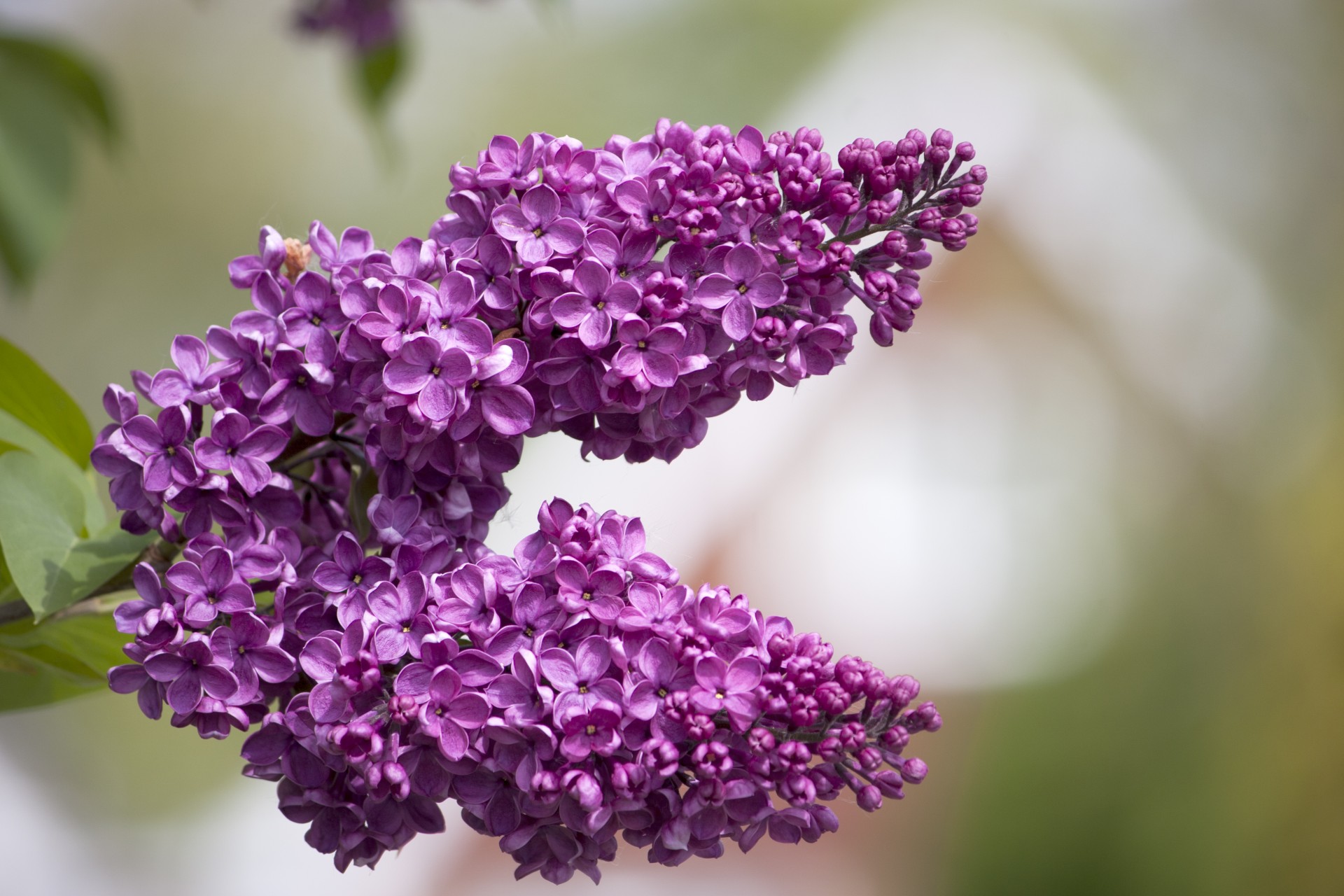 lilac wallpaper,lilac,flower,purple,violet,lavender
