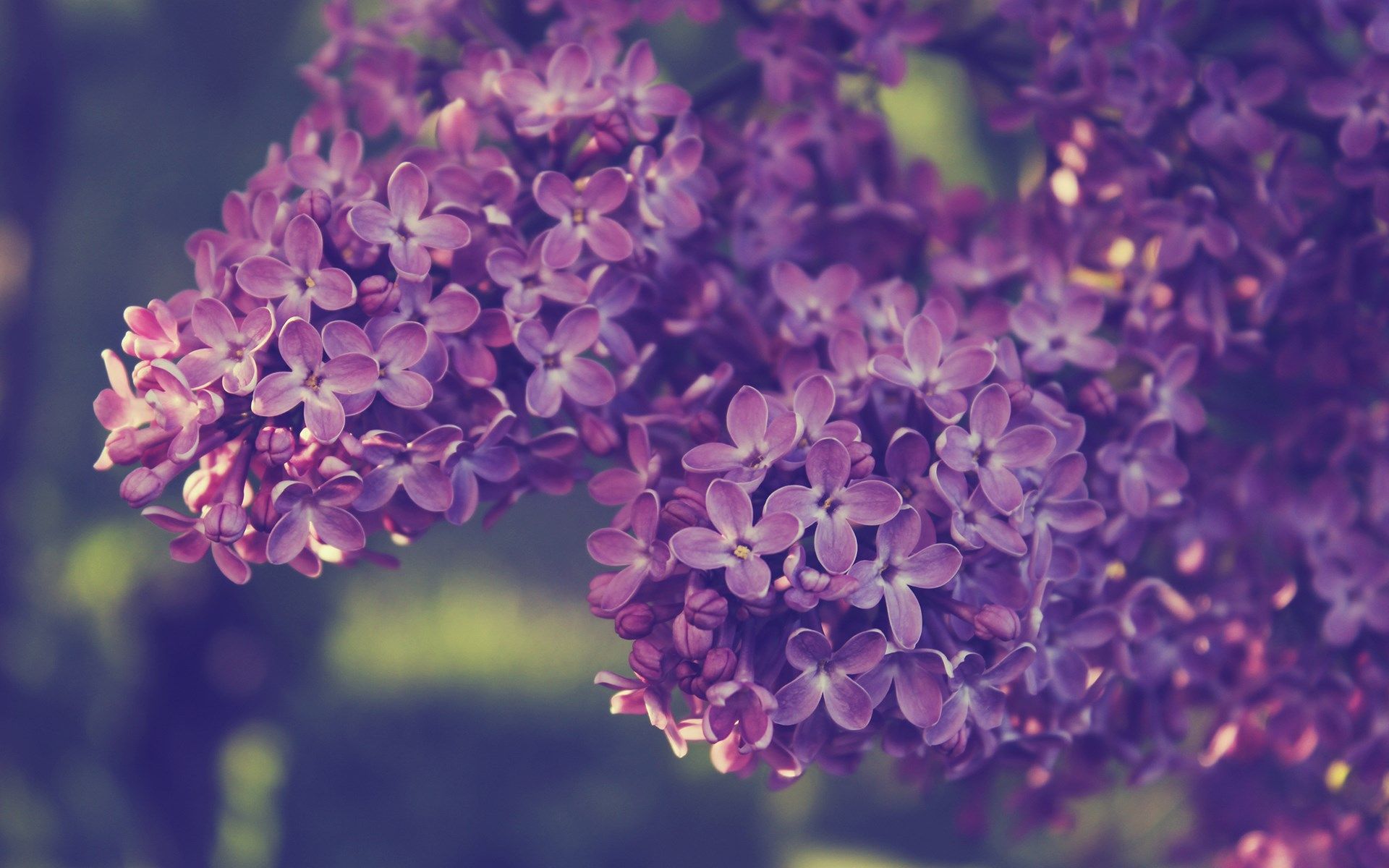lilac wallpaper,lilac,flower,lavender,purple,lilac