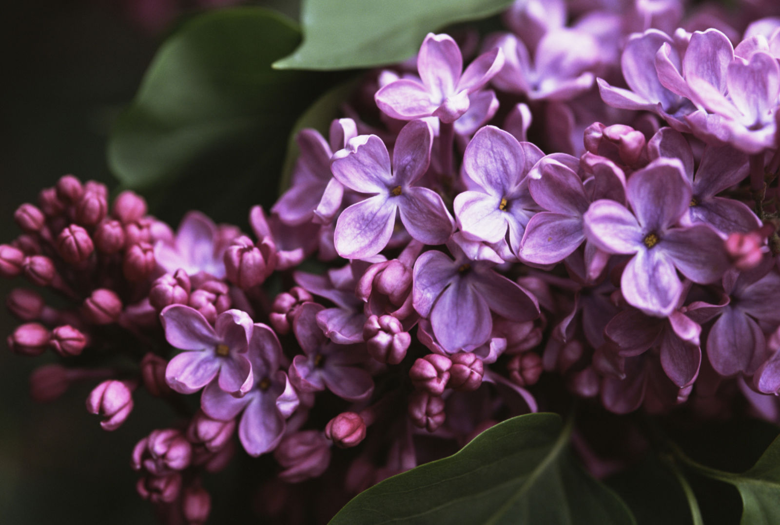 papier peint lilas,fleur,lilas,lilas,violet,pétale