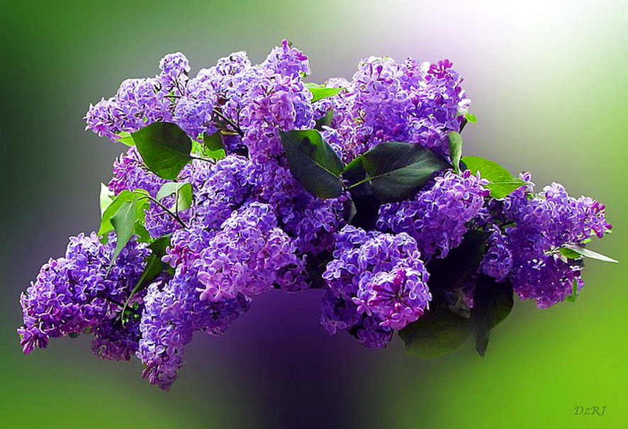 lilac wallpaper,lilac,flower,violet,purple,lilac