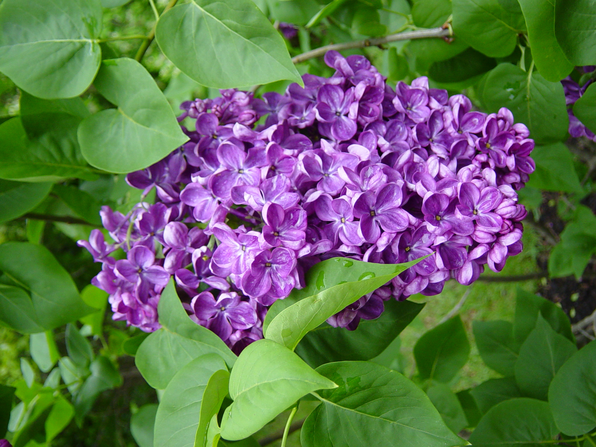 lilac wallpaper,flower,flowering plant,lilac,violet,purple