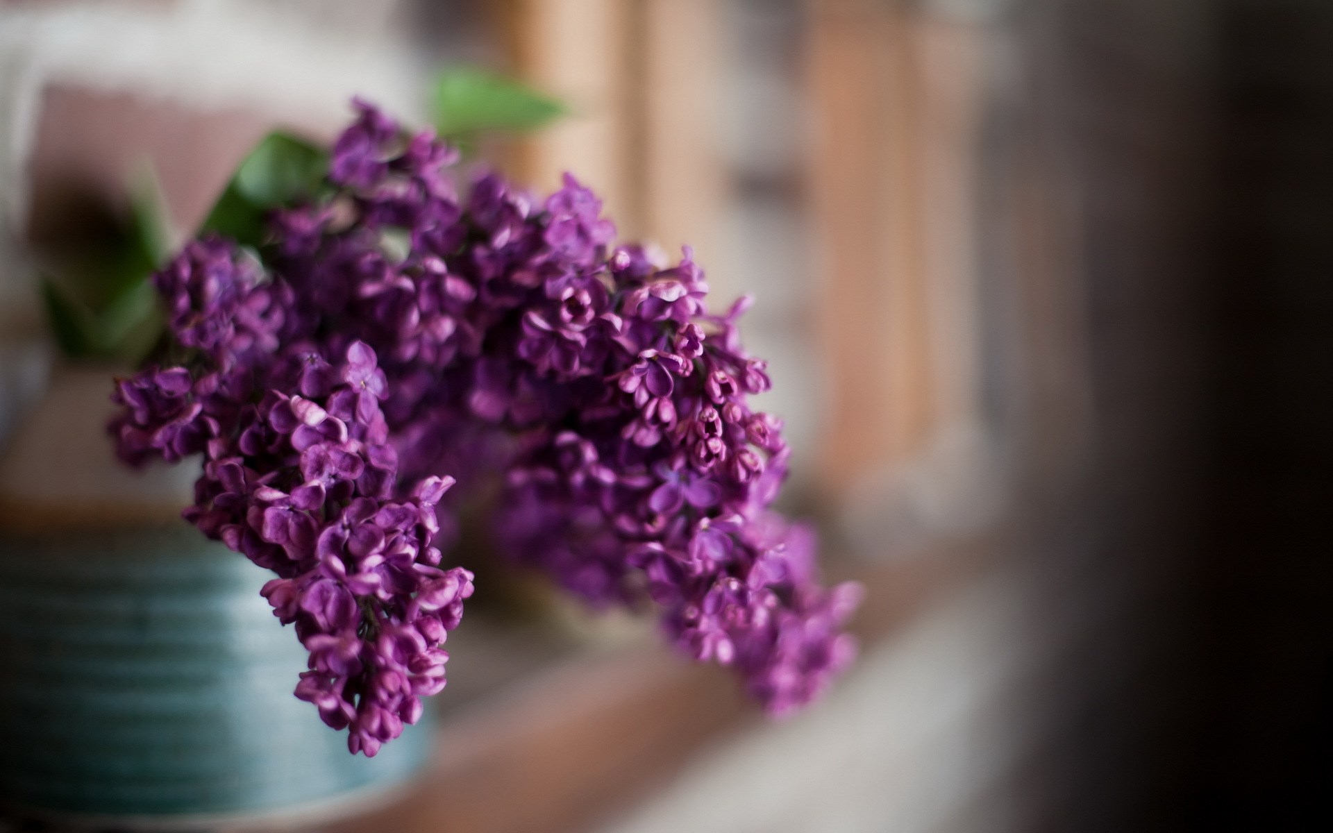 lilac wallpaper,purple,flower,violet,lilac,lavender
