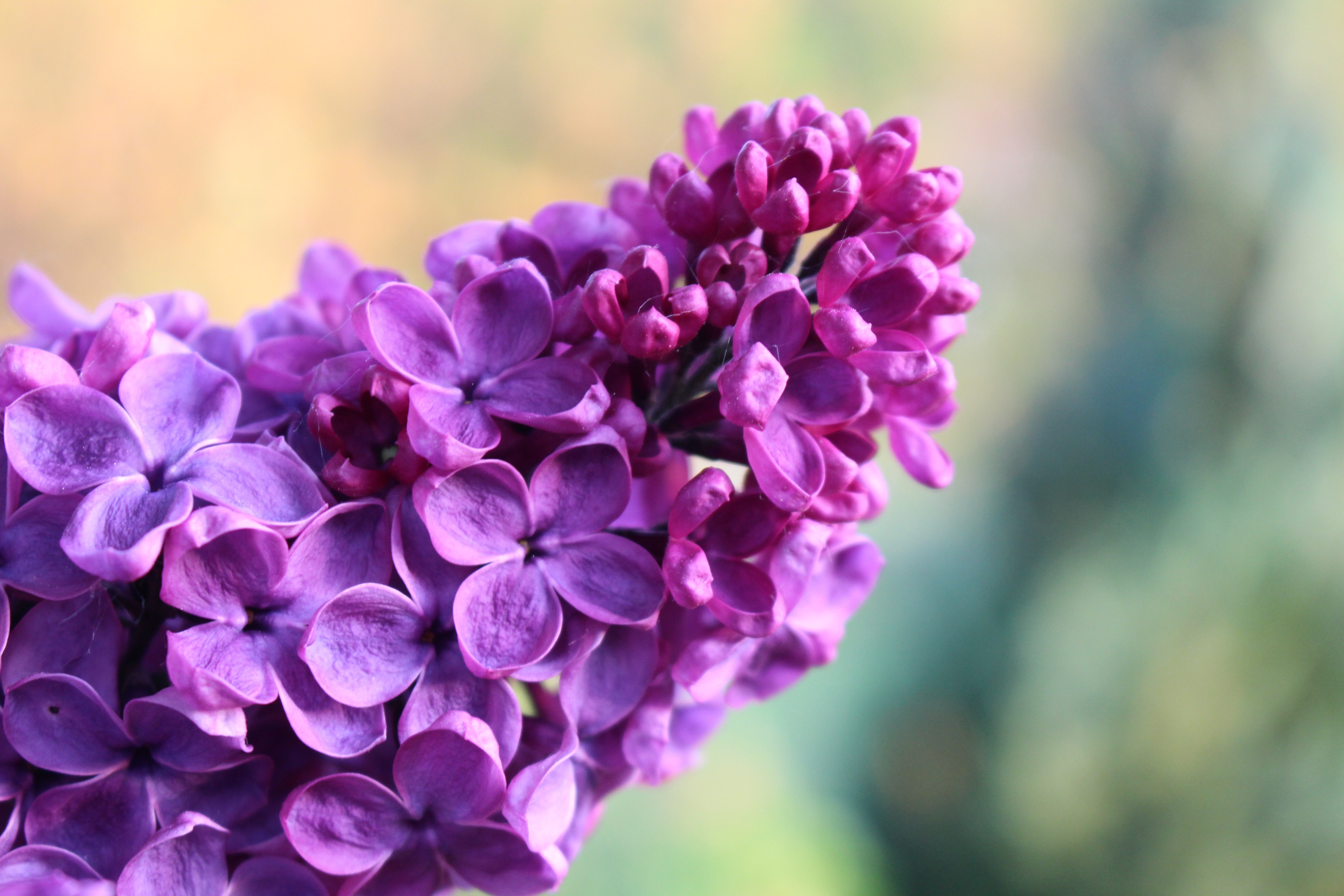 lilac wallpaper,flower,flowering plant,lilac,purple,lavender
