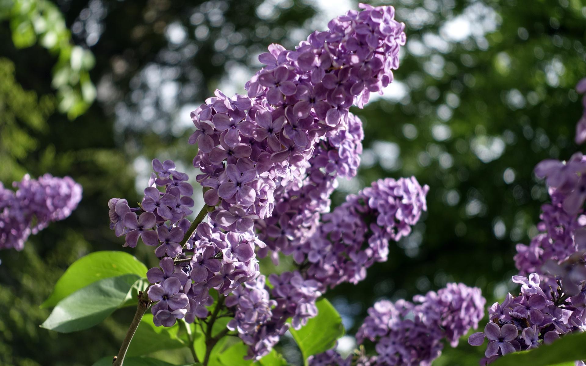 ライラックの壁紙,花,ライラック,ライラック,紫の,ライラック