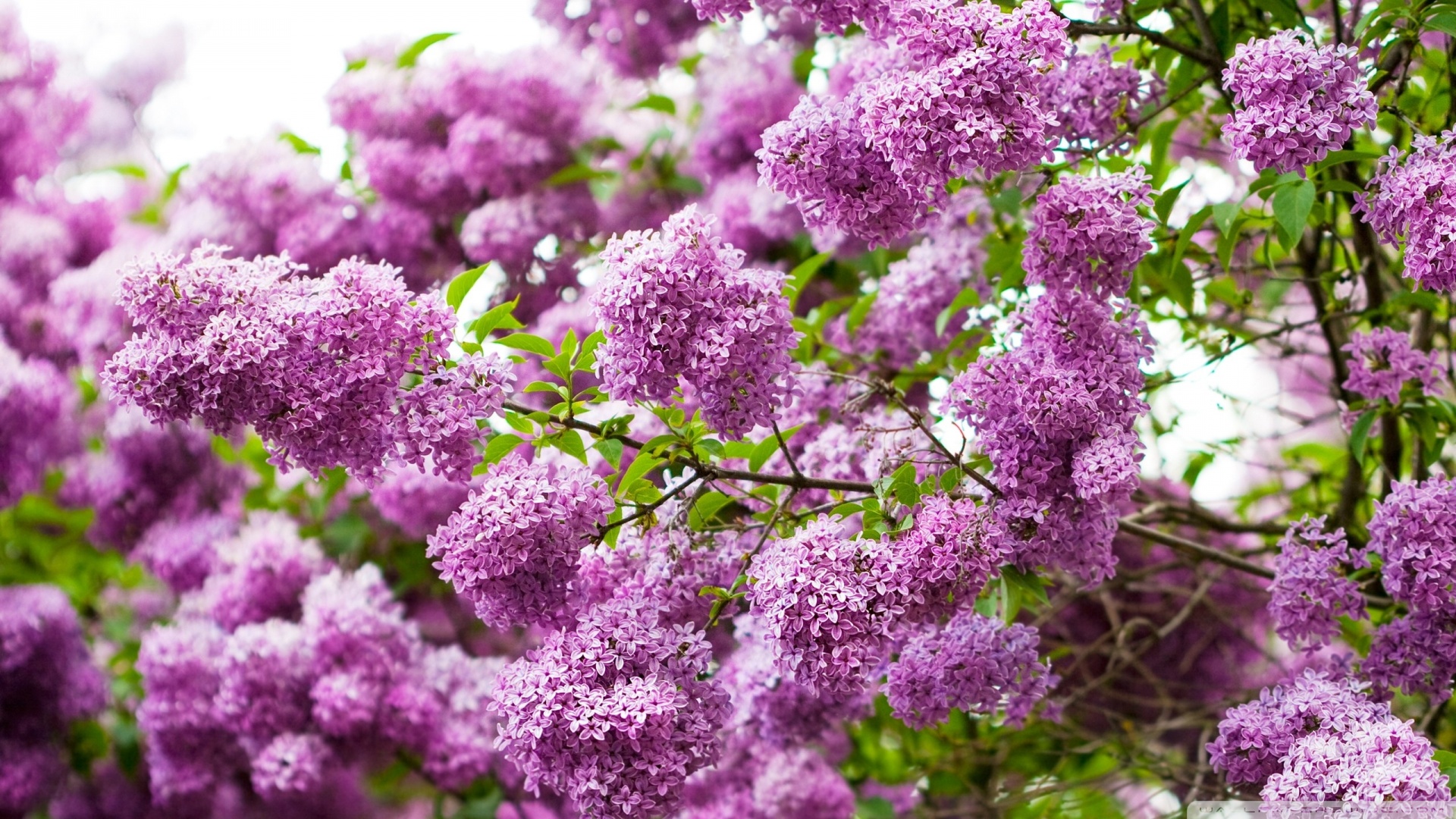 lilac wallpaper,lilac,flower,purple,plant,flowering plant
