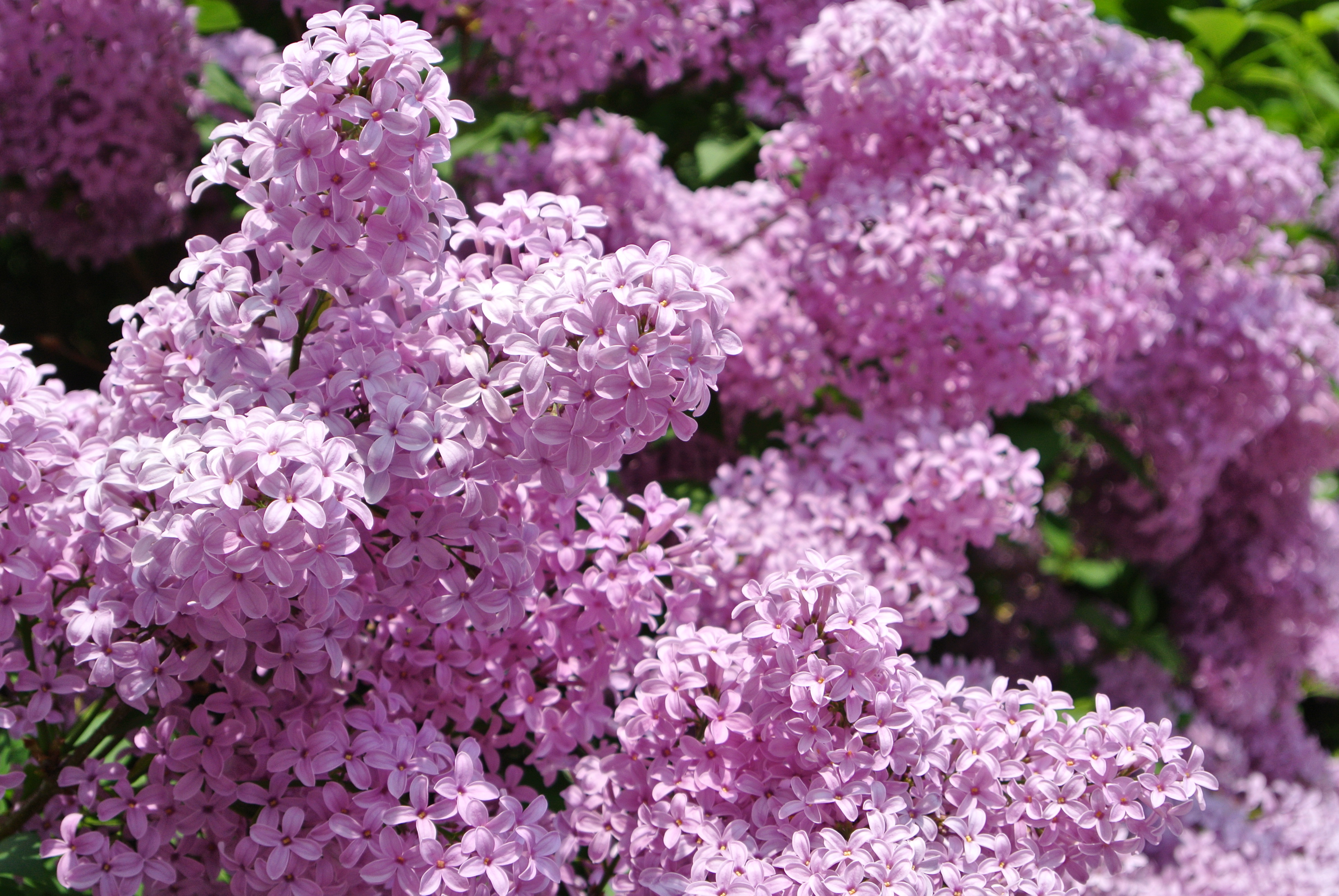 lilac wallpaper,flower,flowering plant,lilac,purple,plant