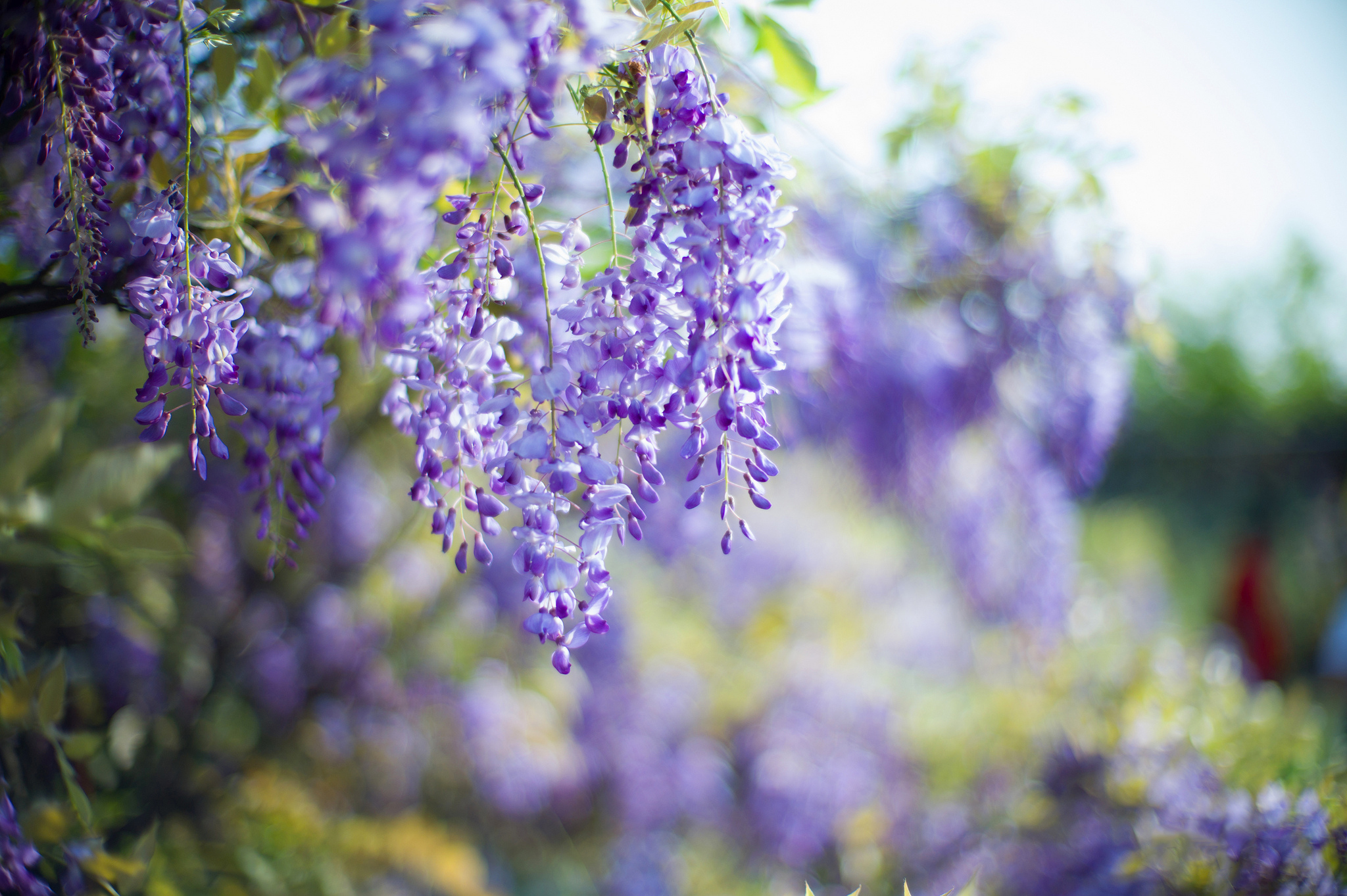 lilac wallpaper,flower,lavender,purple,lavender,violet