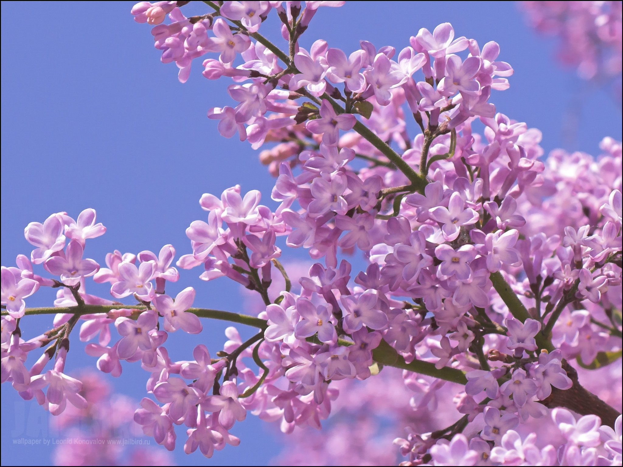 lilac wallpaper,flowering plant,flower,lilac,plant,tree