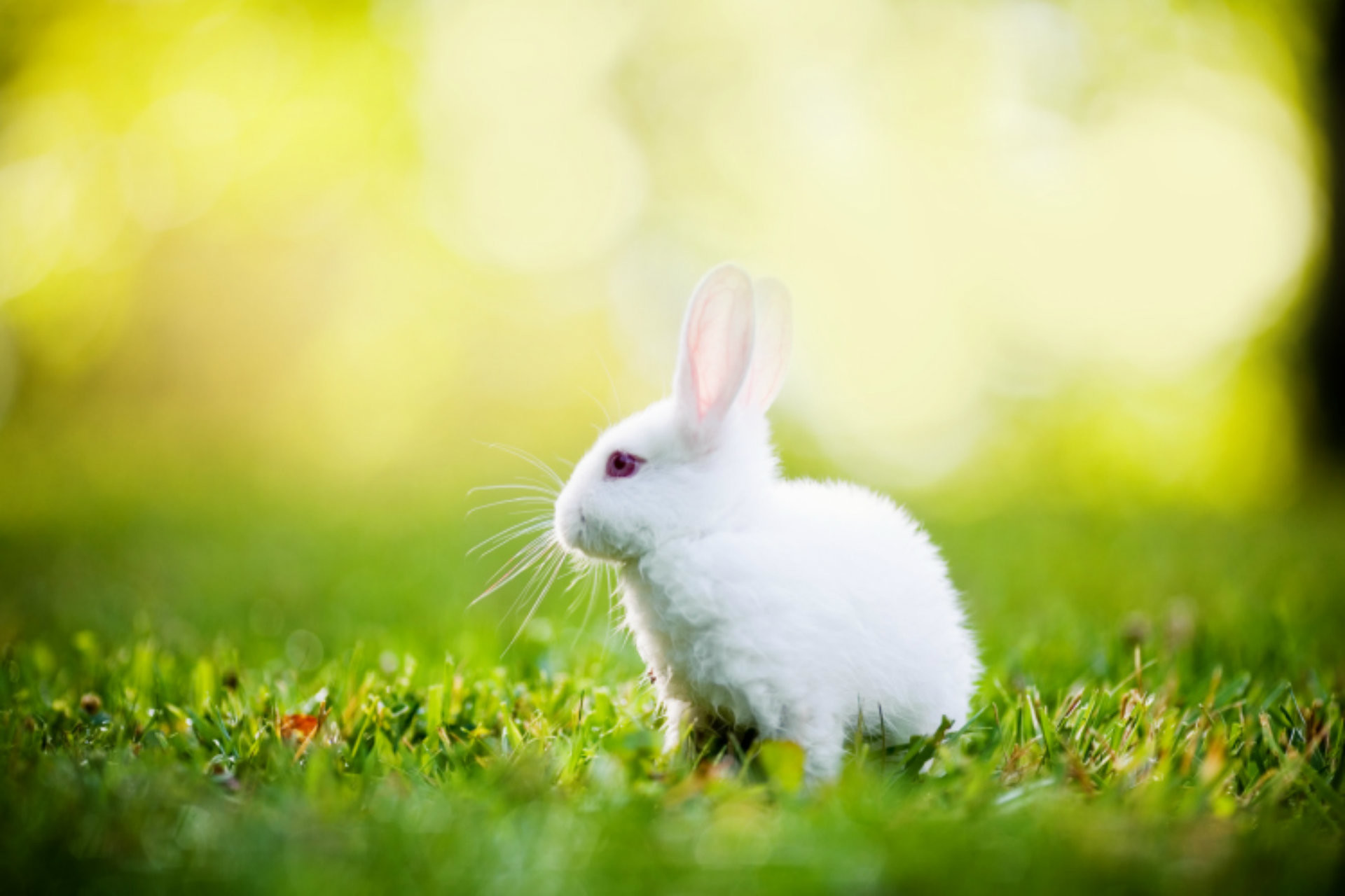 rabbit wallpaper,domestic rabbit,rabbit,rabbits and hares,grass,hare