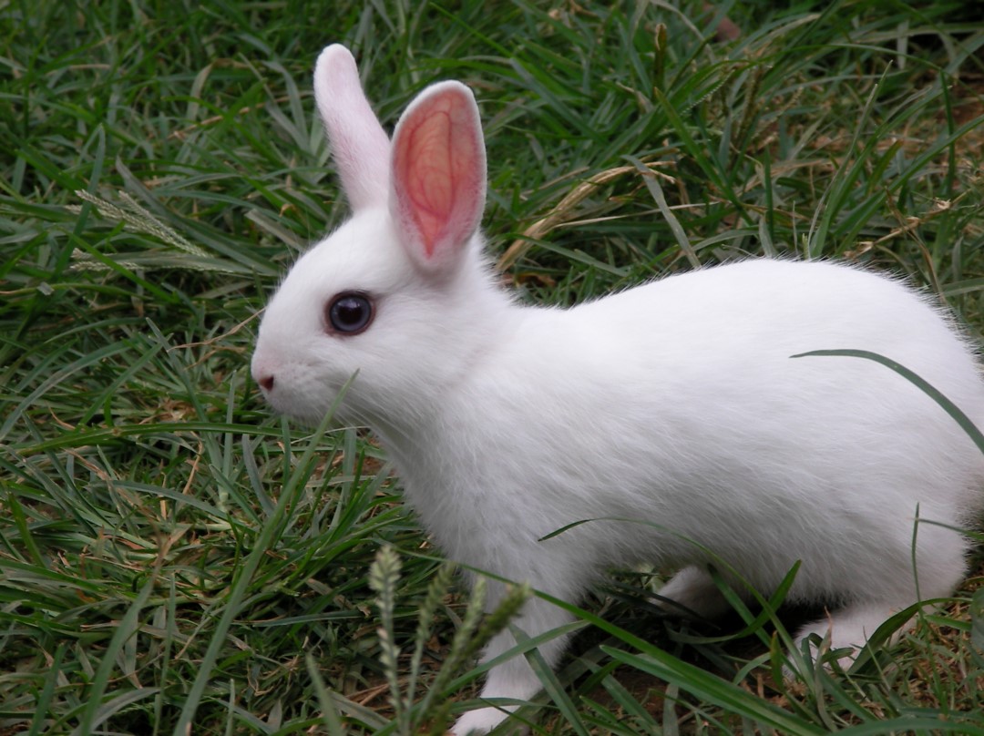 fond d'écran lapin,lapin,lapin domestique,lapins et lièvres,lièvre,herbe