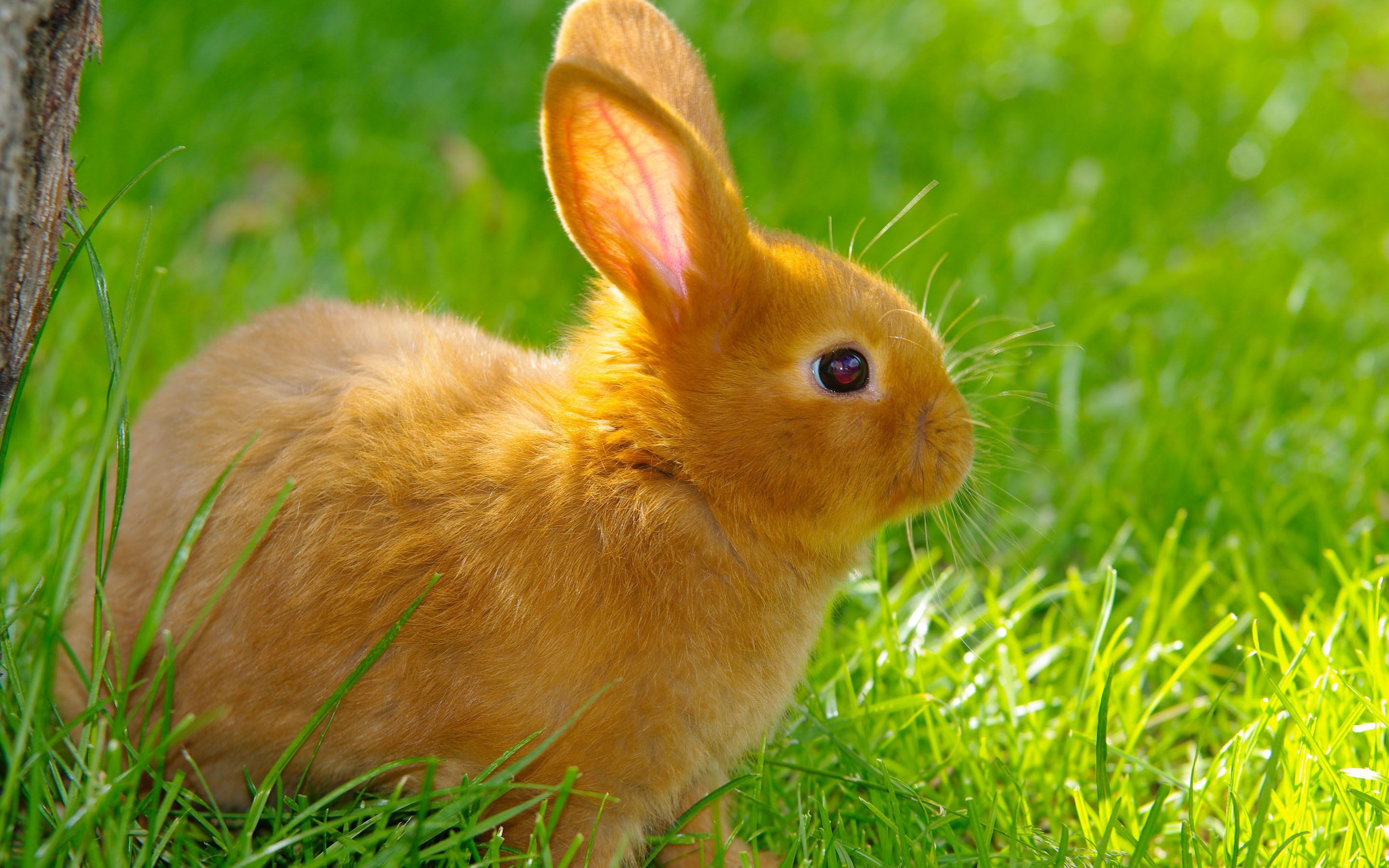 fond d'écran lapin,lapin domestique,lapin,lapins et lièvres,lièvre,herbe