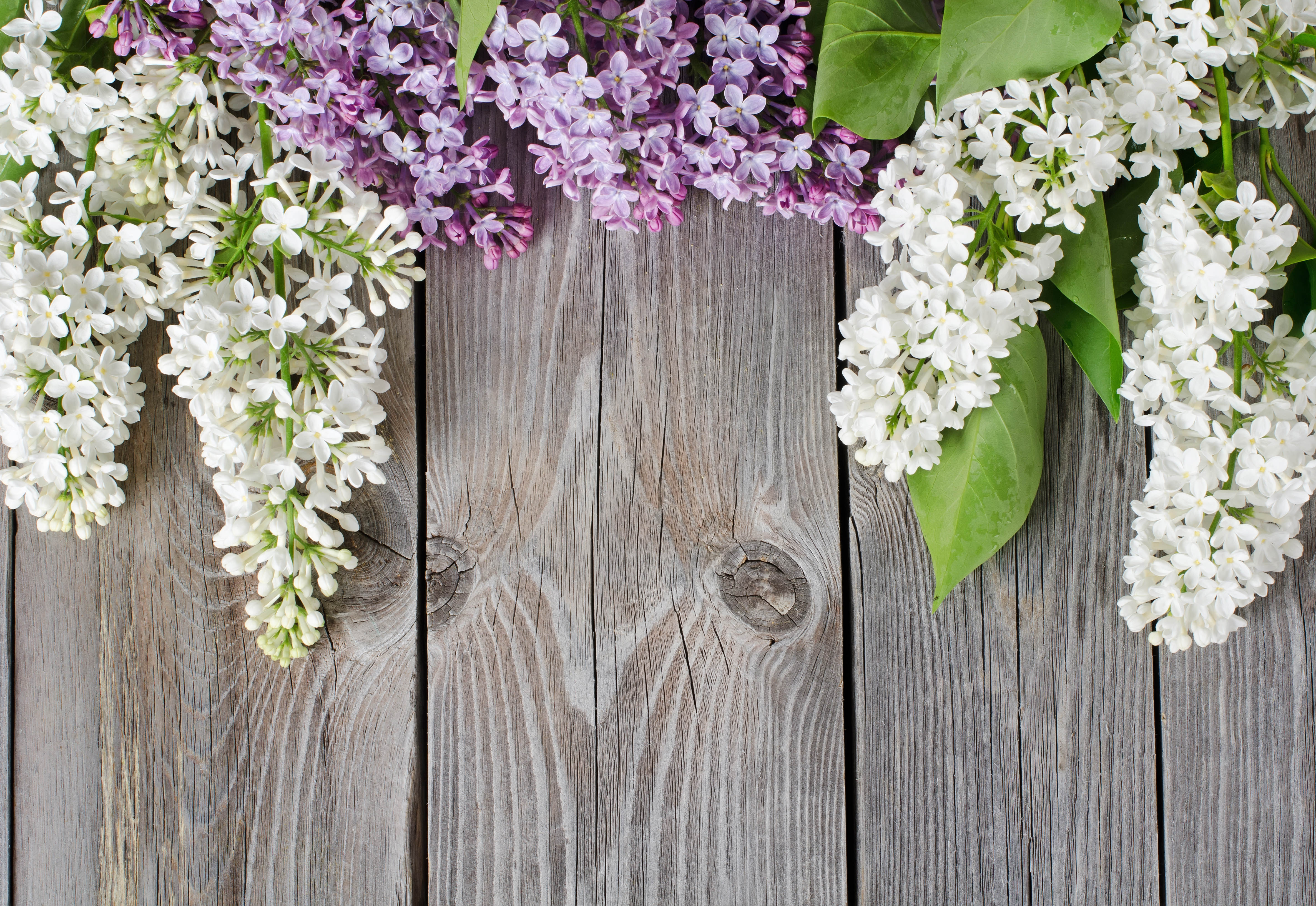 lilac wallpaper,lilac,flower,plant,spring,lilac