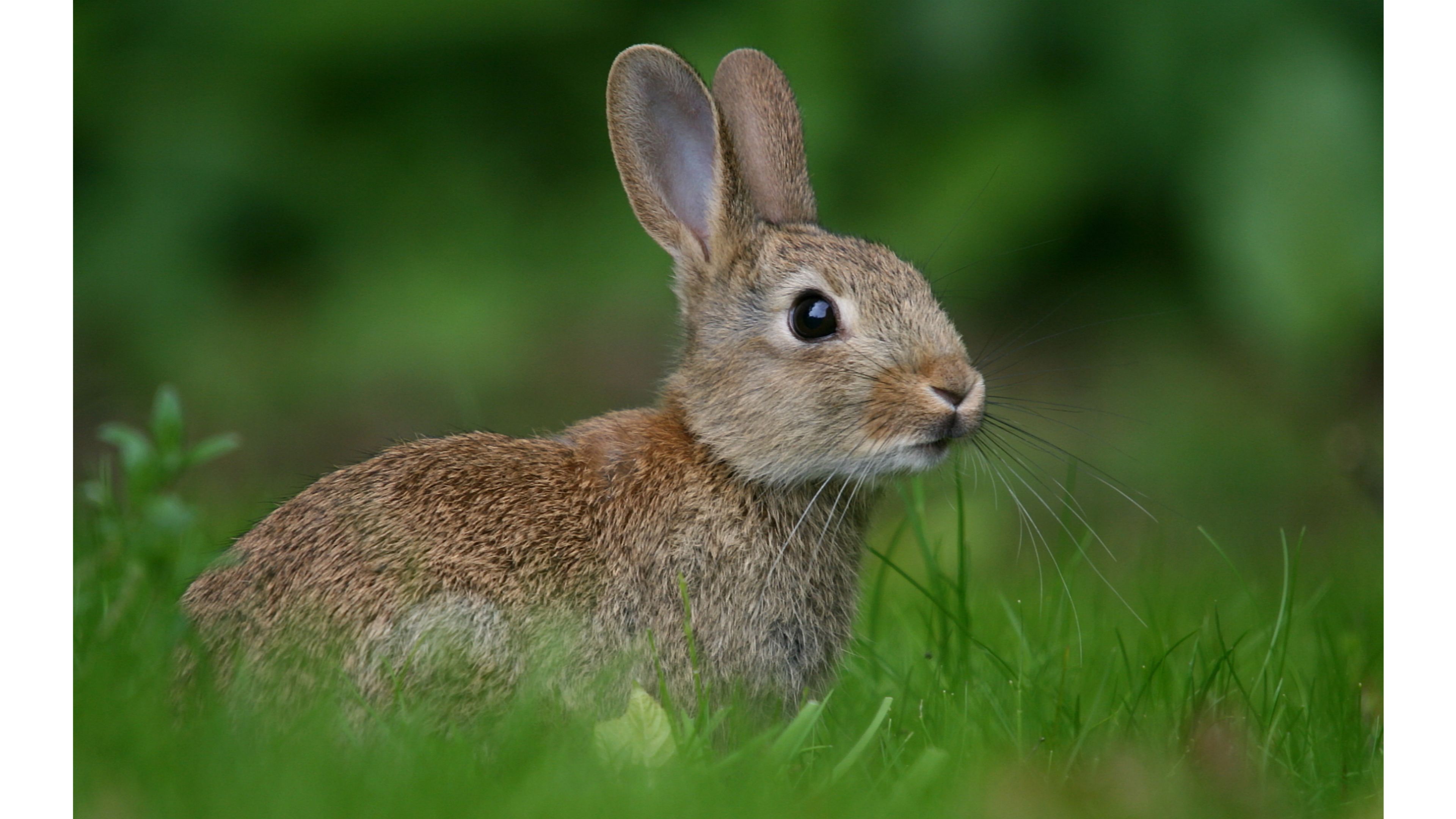 fond d'écran lapin,lapin,lapin domestique,lapins et lièvres,lièvre,faune