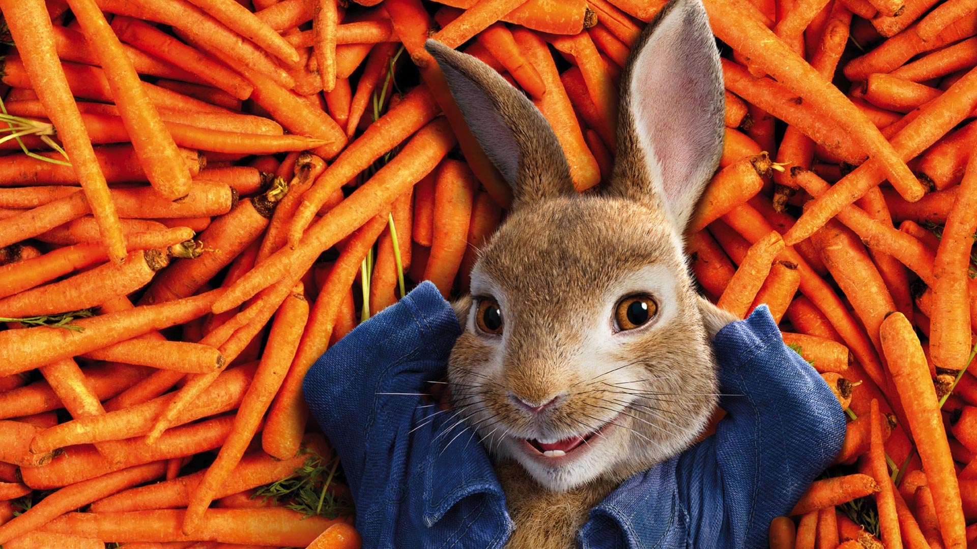 fondos de pantalla de peter rabbit,conejo,conejos y liebres,conejo doméstico,liebre,zanahoria