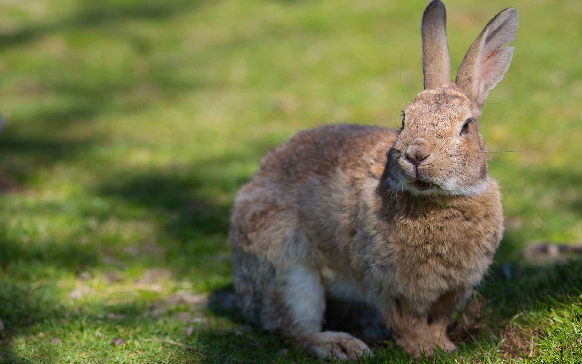 rabbit wallpaper,mammal,domestic rabbit,rabbit,vertebrate,hare