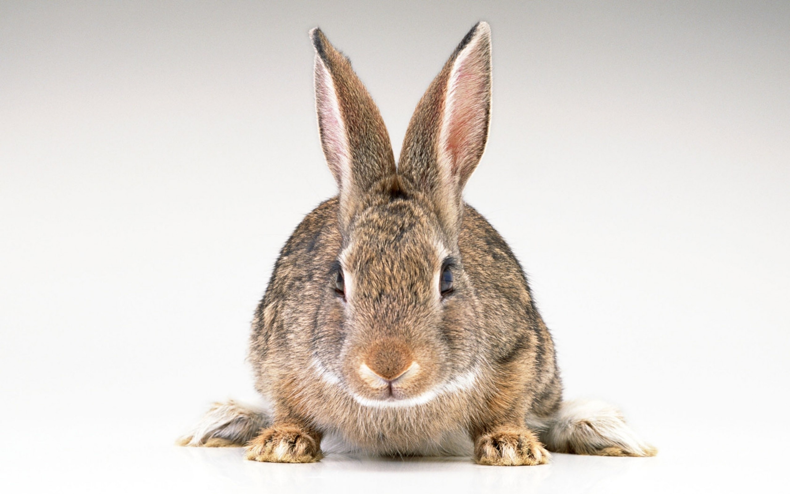 rabbit wallpaper,rabbit,mammal,vertebrate,domestic rabbit,mountain cottontail