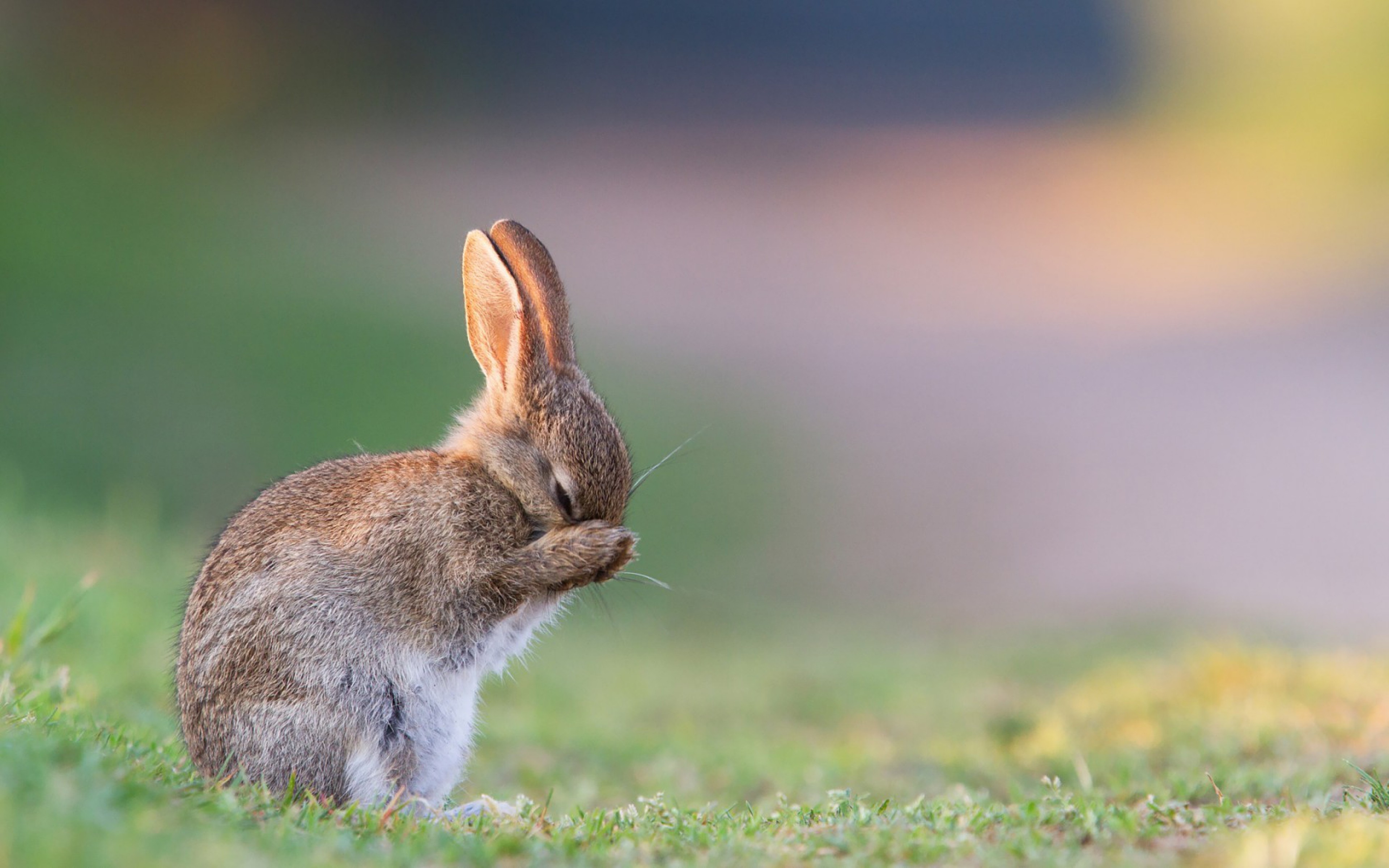 rabbit wallpaper,mammal,vertebrate,mountain cottontail,hare,domestic rabbit