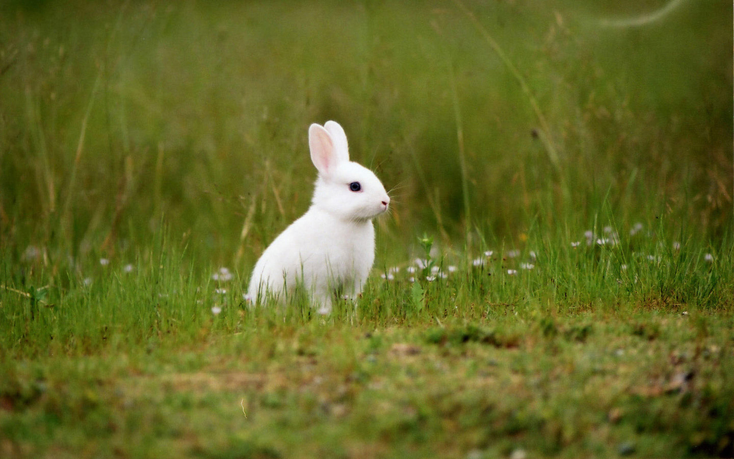 rabbit wallpaper,domestic rabbit,rabbit,rabbits and hares,hare,grass