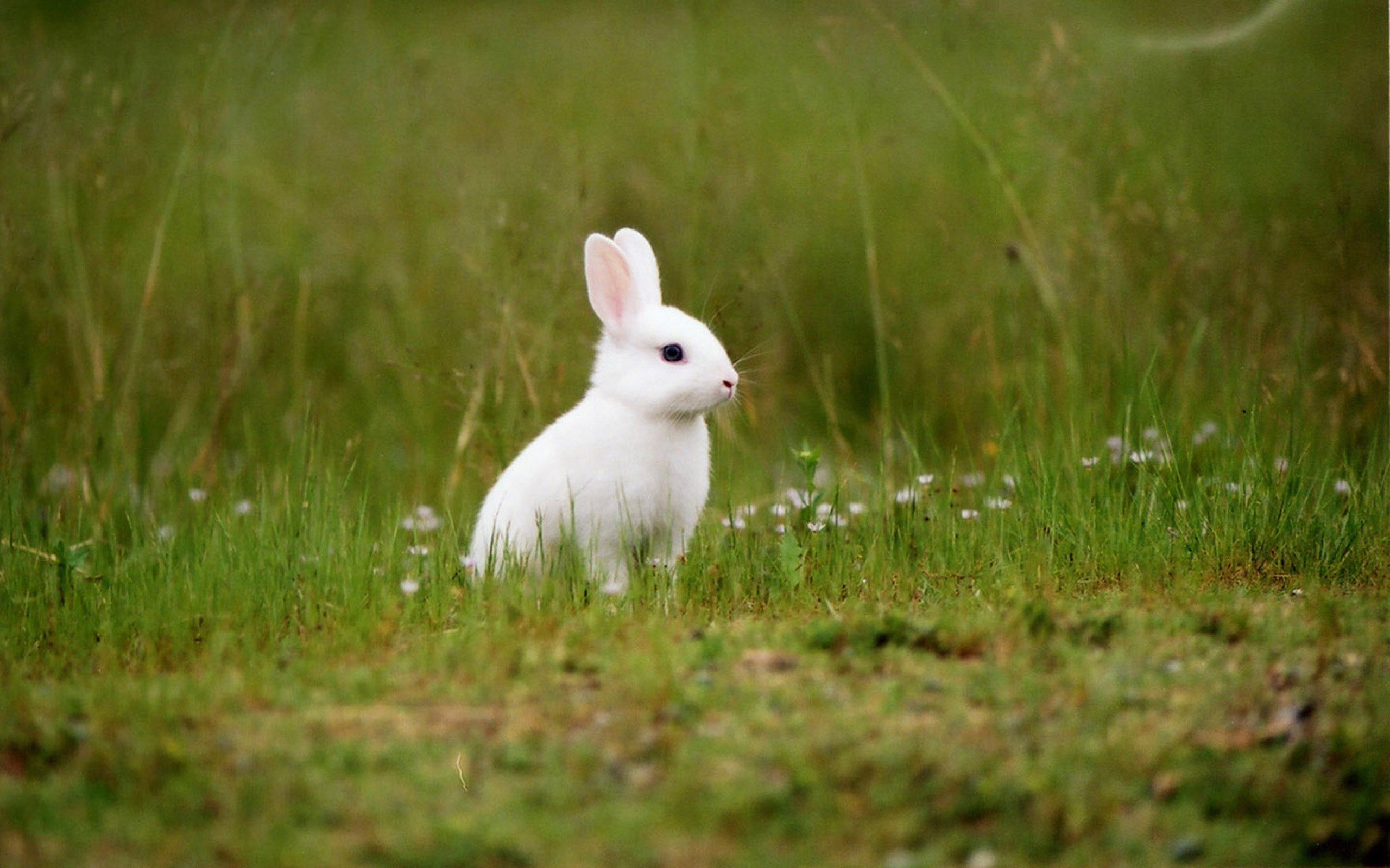 fond d'écran lapin,lapin domestique,lapin,lapins et lièvres,lièvre,herbe