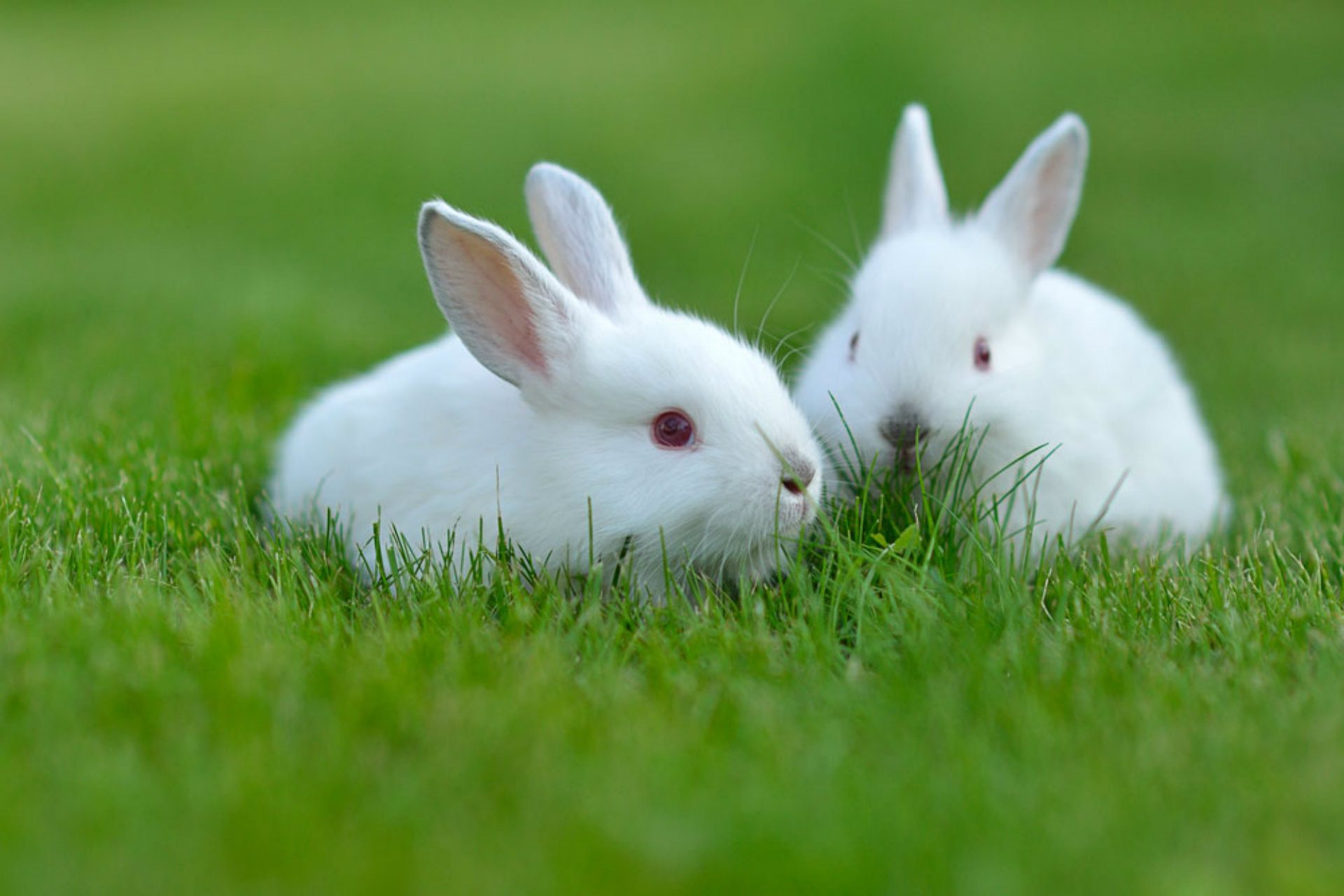 ウサギの壁紙,ウサギ,飼いウサギ,ウサギとウサギ,草,野ウサギ