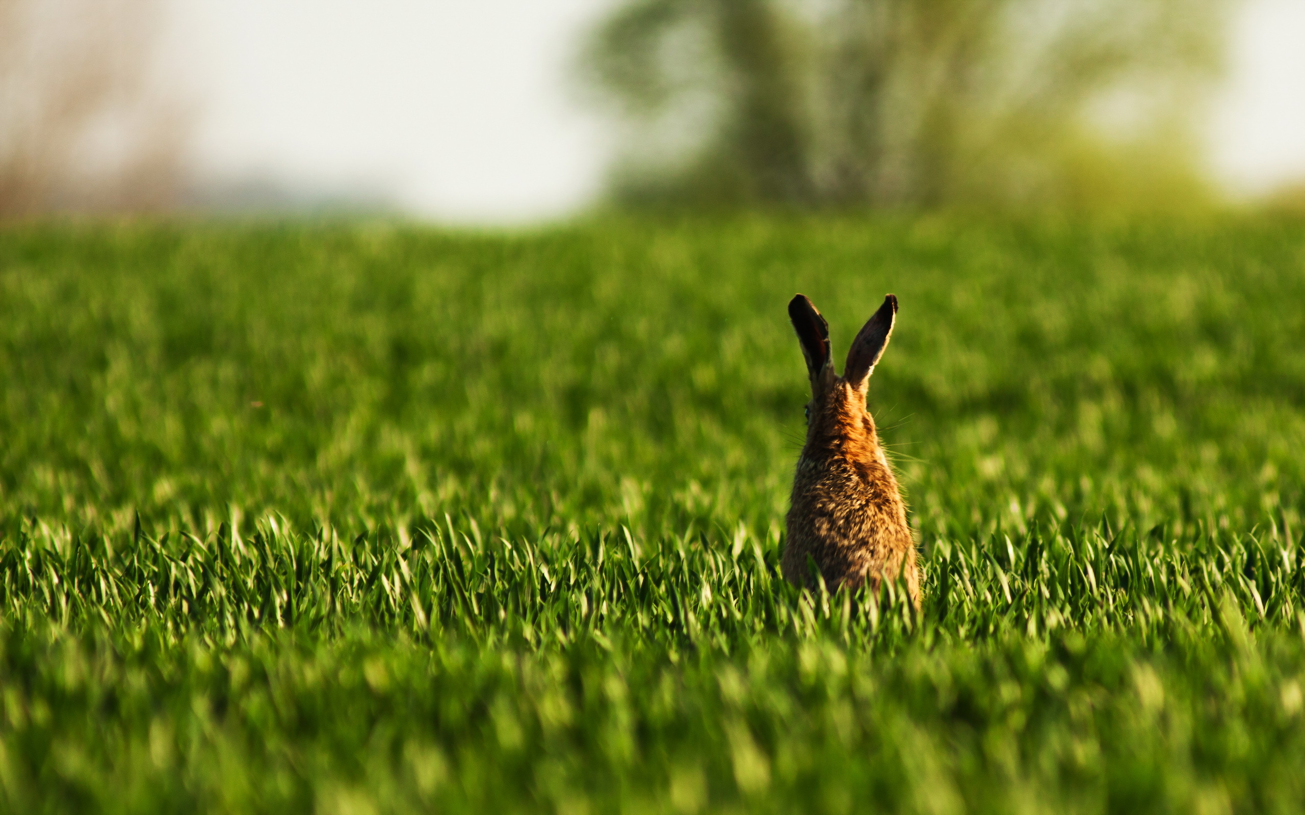 kaninchen tapete,gras,grün,hase,brauner hase,tierwelt