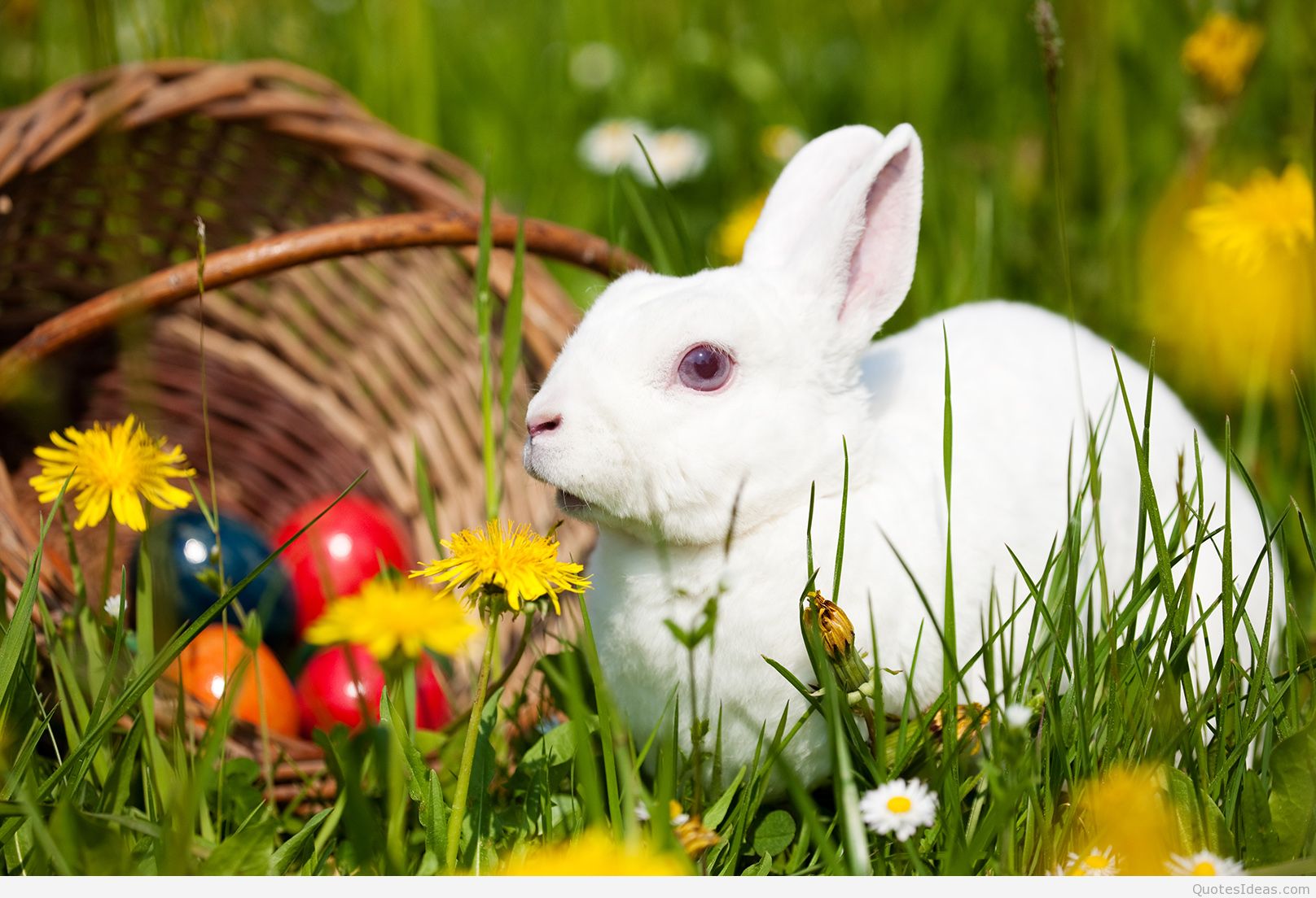 토끼 벽지,국내 토끼,토끼,토끼와 토끼,잔디,부활절 토끼