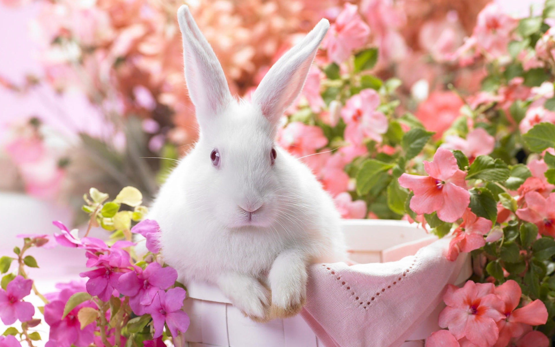 rabbit wallpaper,rabbit,rabbits and hares,domestic rabbit,pink,easter bunny