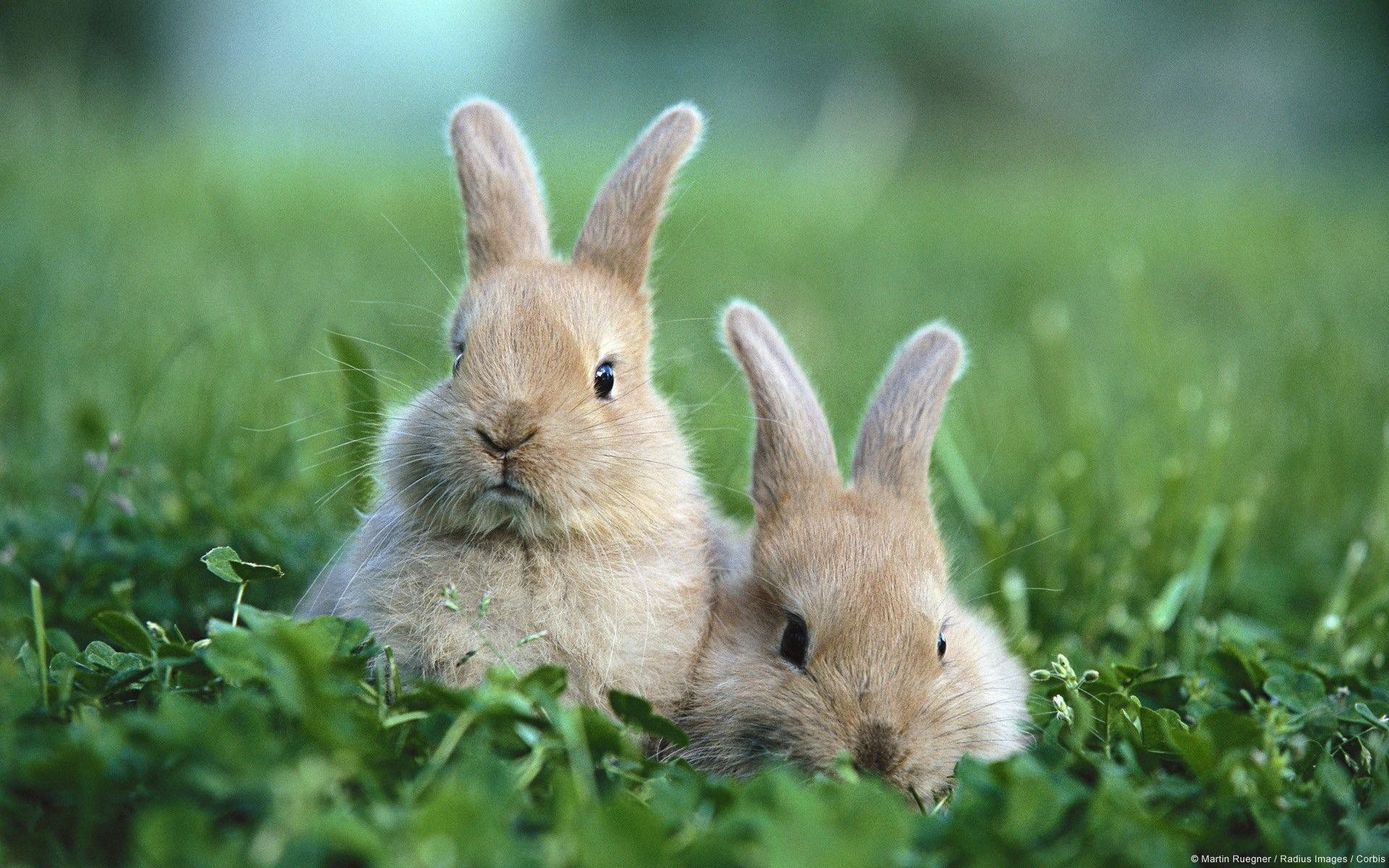 fond d'écran lapin,lapin,lapin domestique,lapins et lièvres,lièvre,herbe