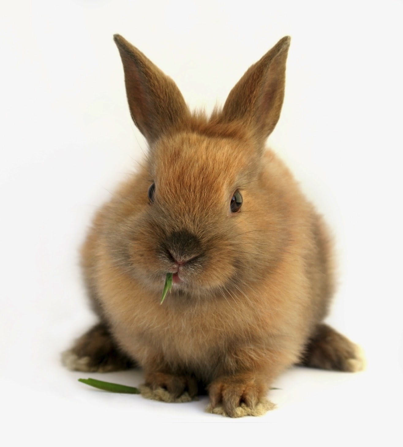rabbit wallpaper,mammal,rabbit,vertebrate,domestic rabbit,rabbits and hares
