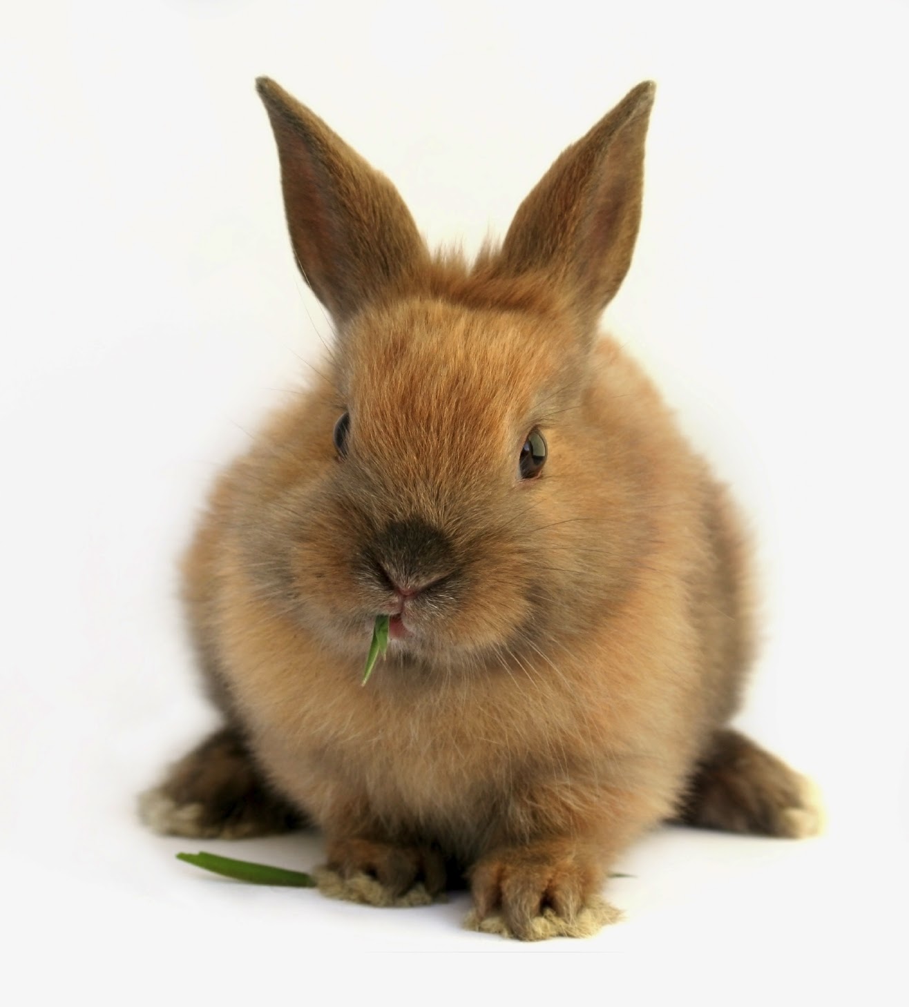 kaninchen tapete,hase,hauskaninchen,kaninchen und hasen,hase,schnauze