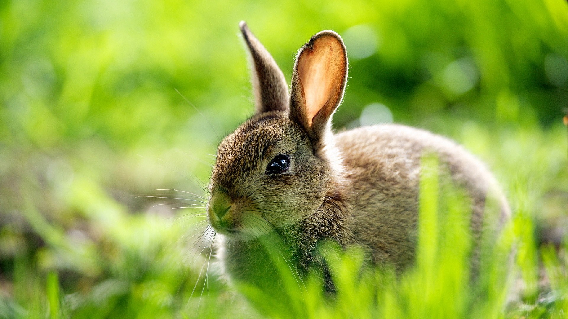 rabbit wallpaper,mammal,rabbit,vertebrate,domestic rabbit,mountain cottontail