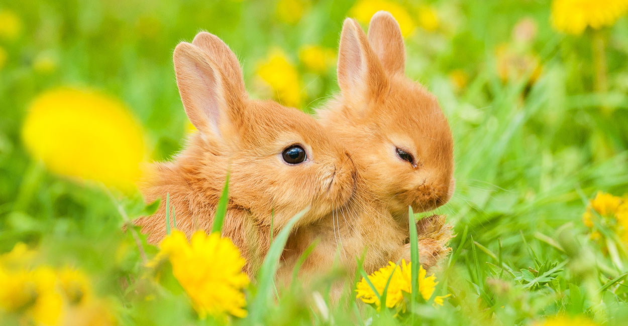 토끼 벽지,토끼,국내 토끼,토끼와 토끼,토끼,잔디