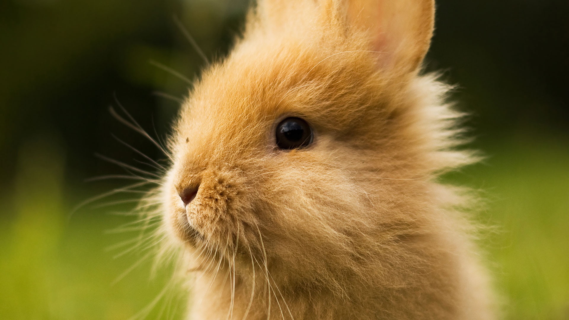 토끼 벽지,토끼,구레나룻,국내 토끼,토끼와 토끼,주둥이