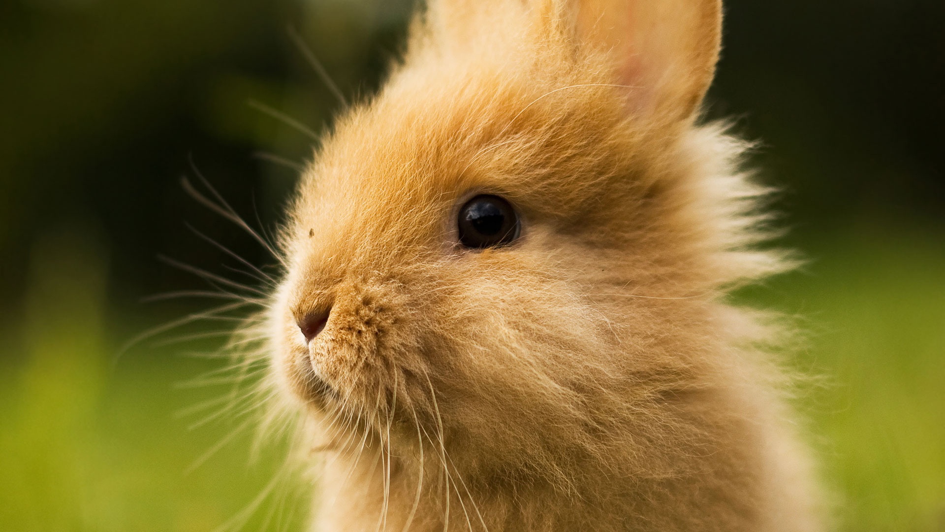 ウサギの壁紙,ウサギ,ひげ,飼いウサギ,ウサギとウサギ,鼻