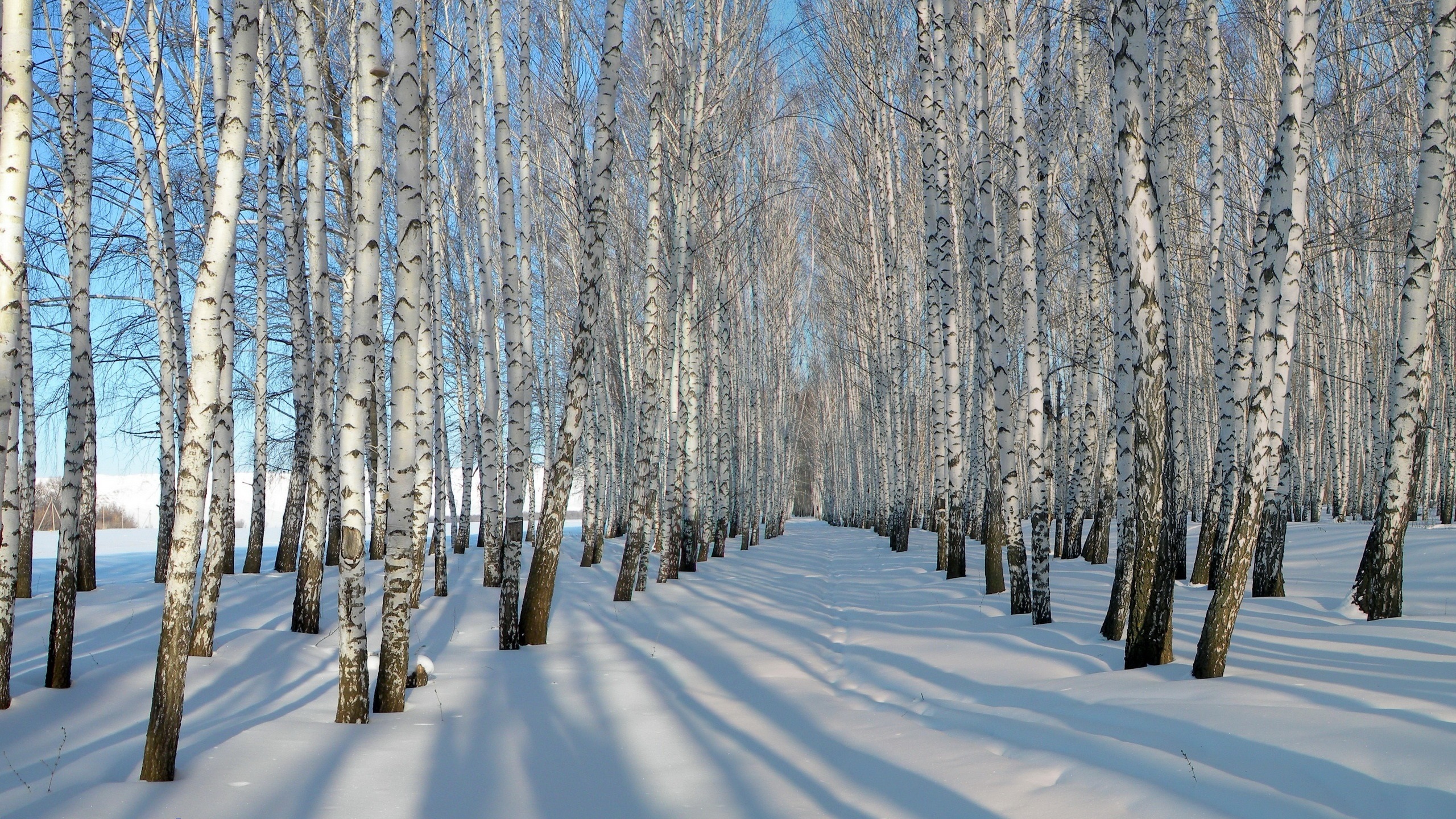 papel tapiz grueso,árbol,nieve,invierno,abedul,abedul canoa