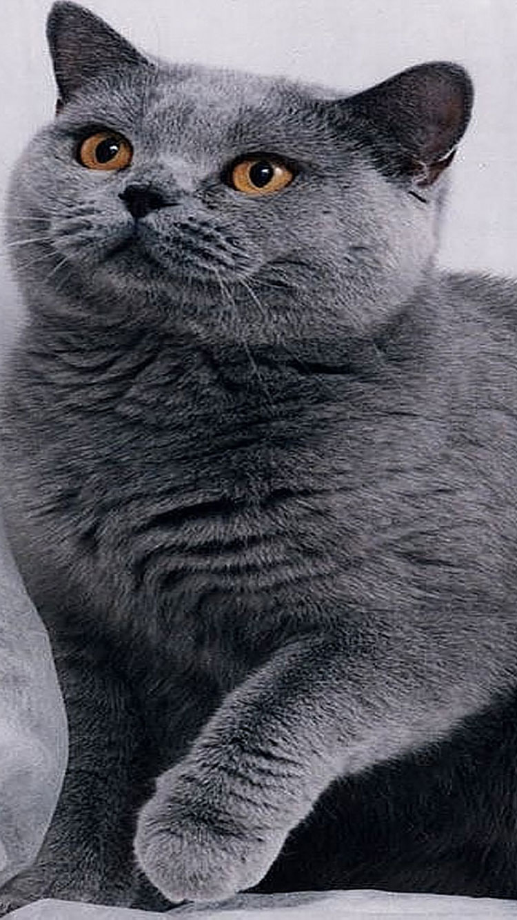 cat wallpaper iphone,cat,mammal,vertebrate,small to medium sized cats,british shorthair