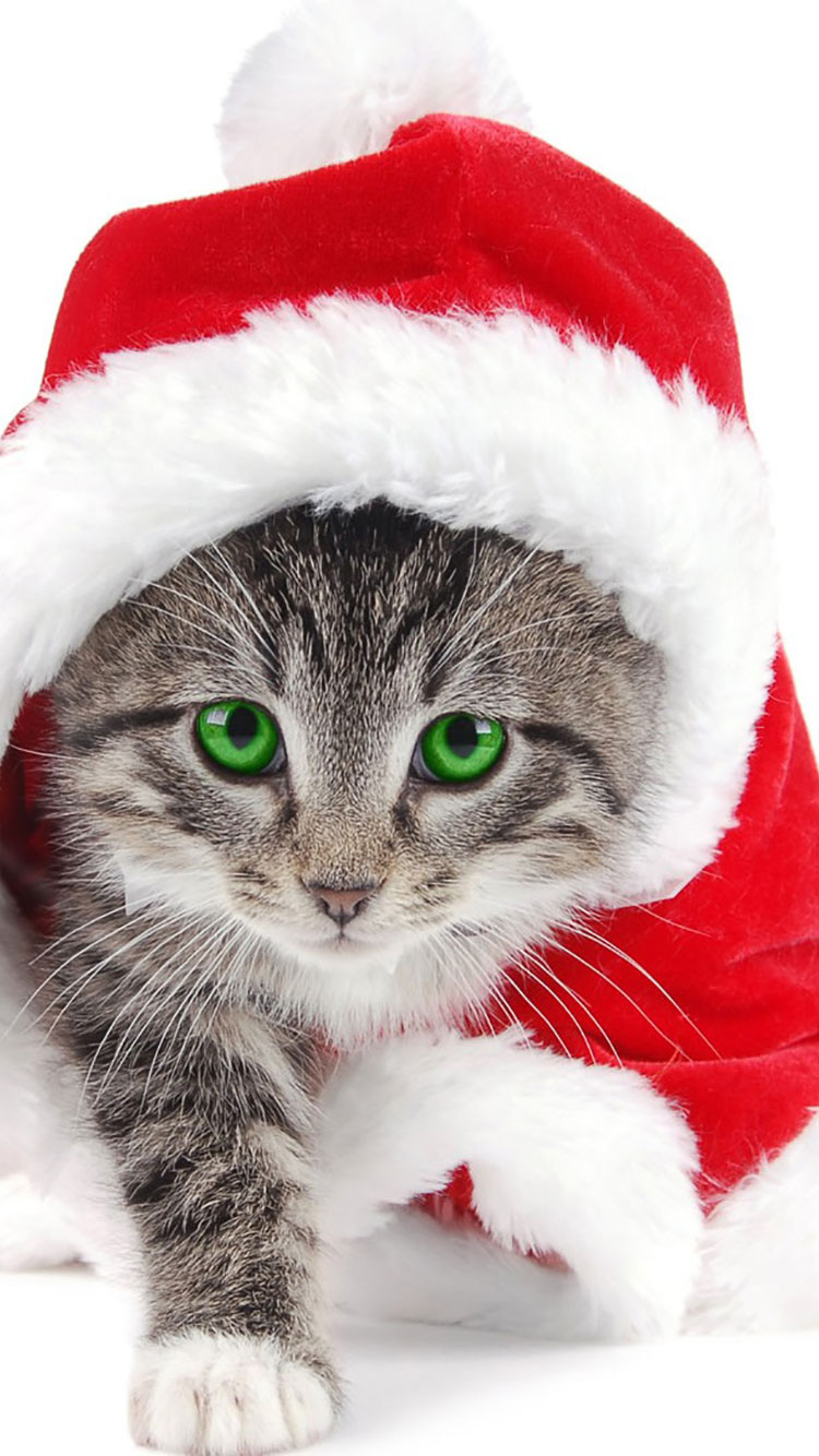 cat wallpaper iphone,cat,small to medium sized cats,felidae,santa claus,fur