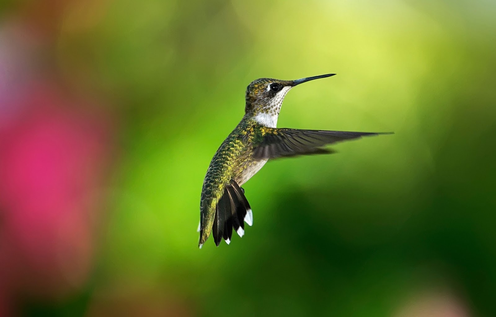 carta da parati colibrì,uccello,colibrì,natura,natura,rufous colibrì