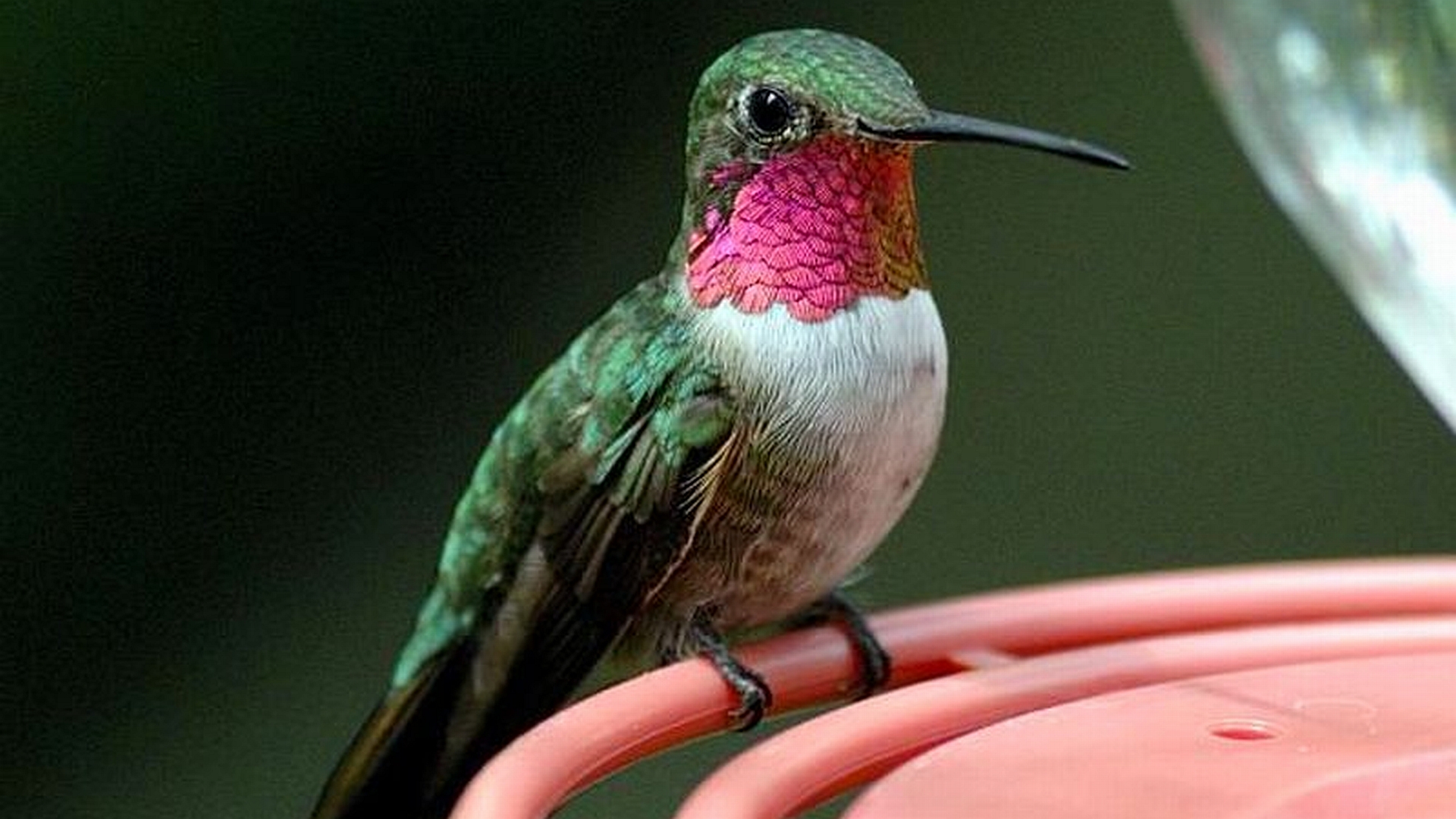 carta da parati colibrì,uccello,colibrì,rufous colibrì,jacamar,colibrì gola rubino